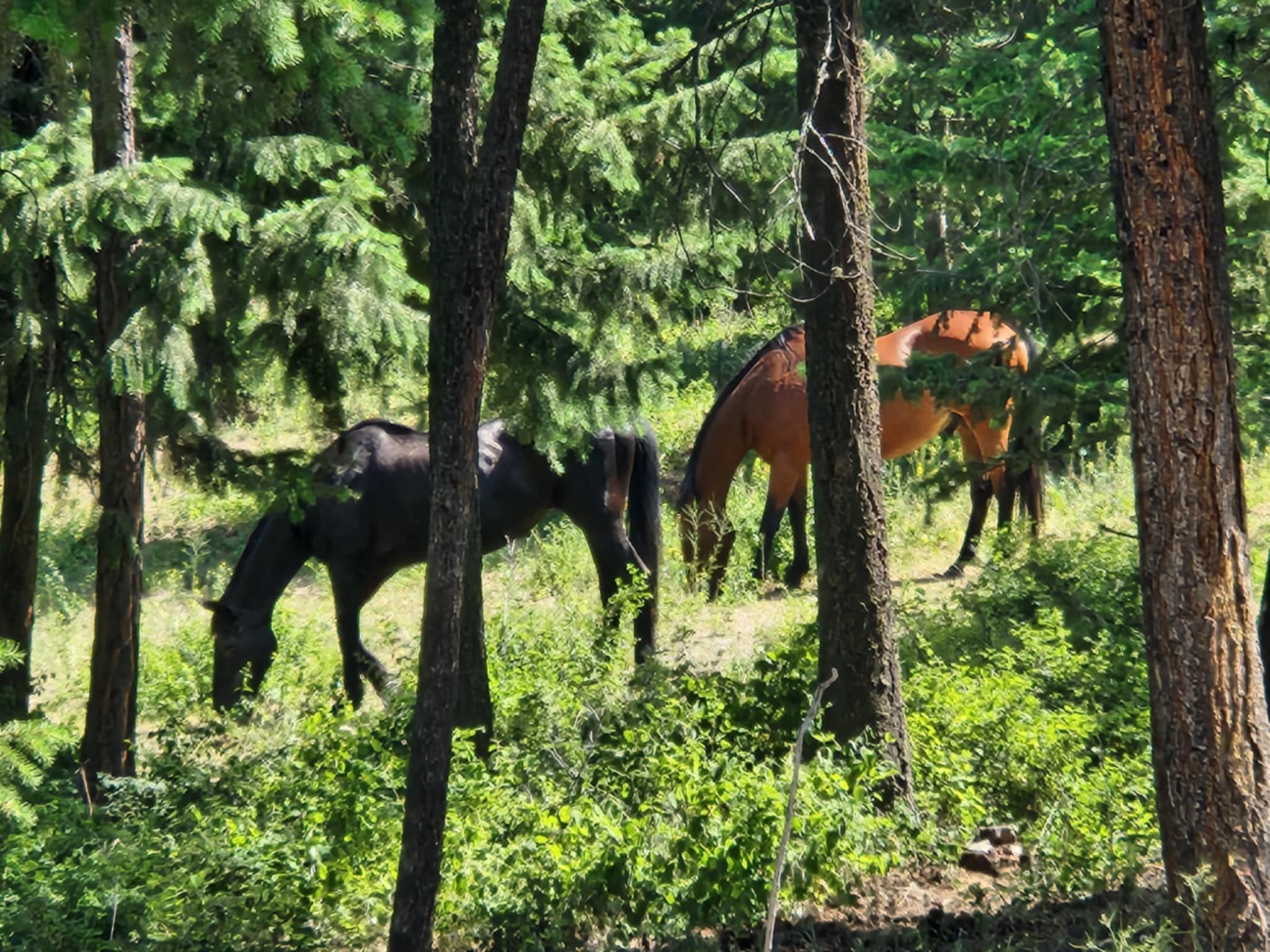 Forested area