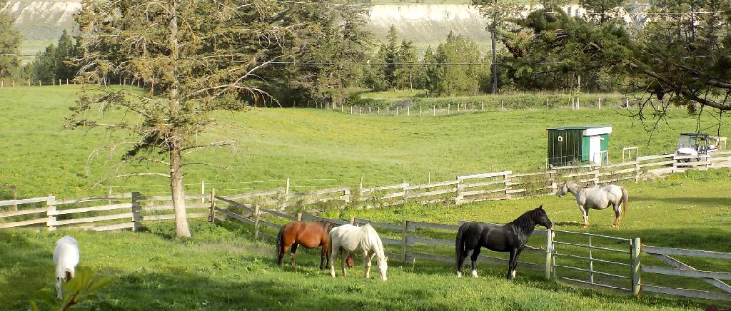 May horses on grass