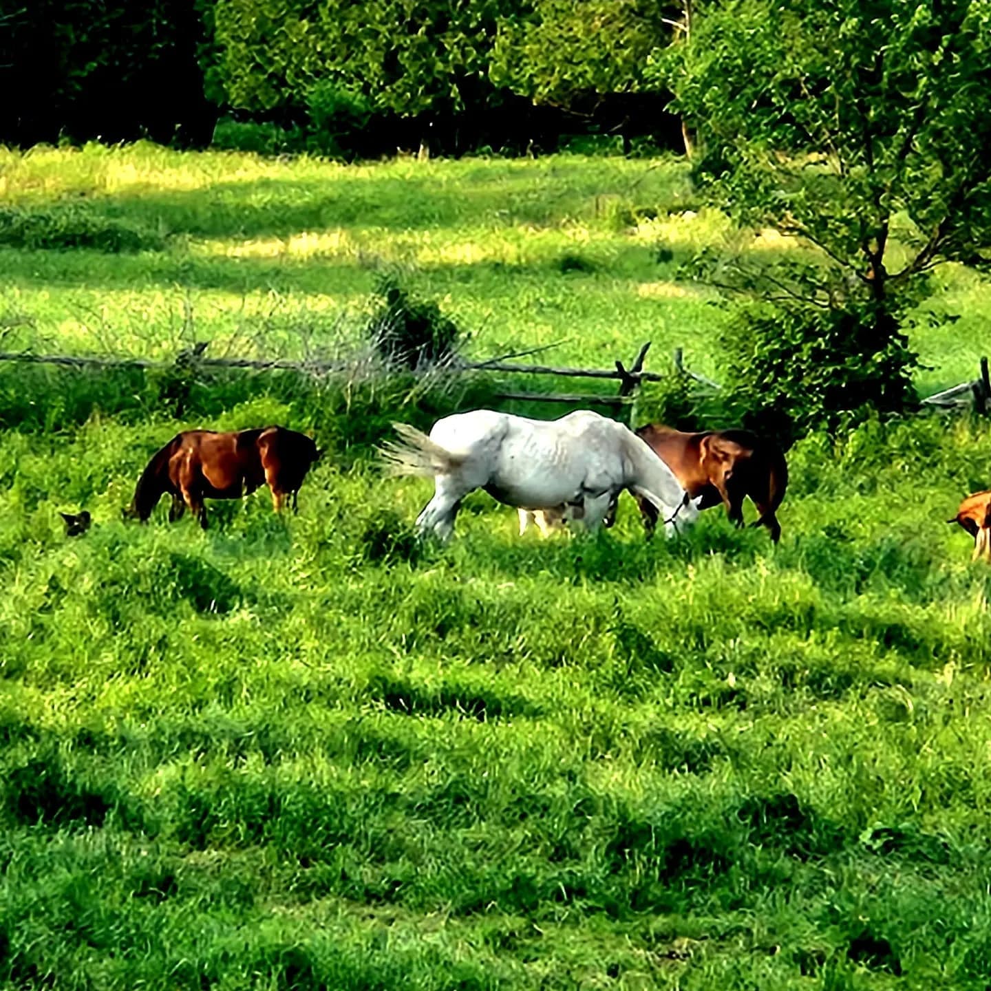 farm