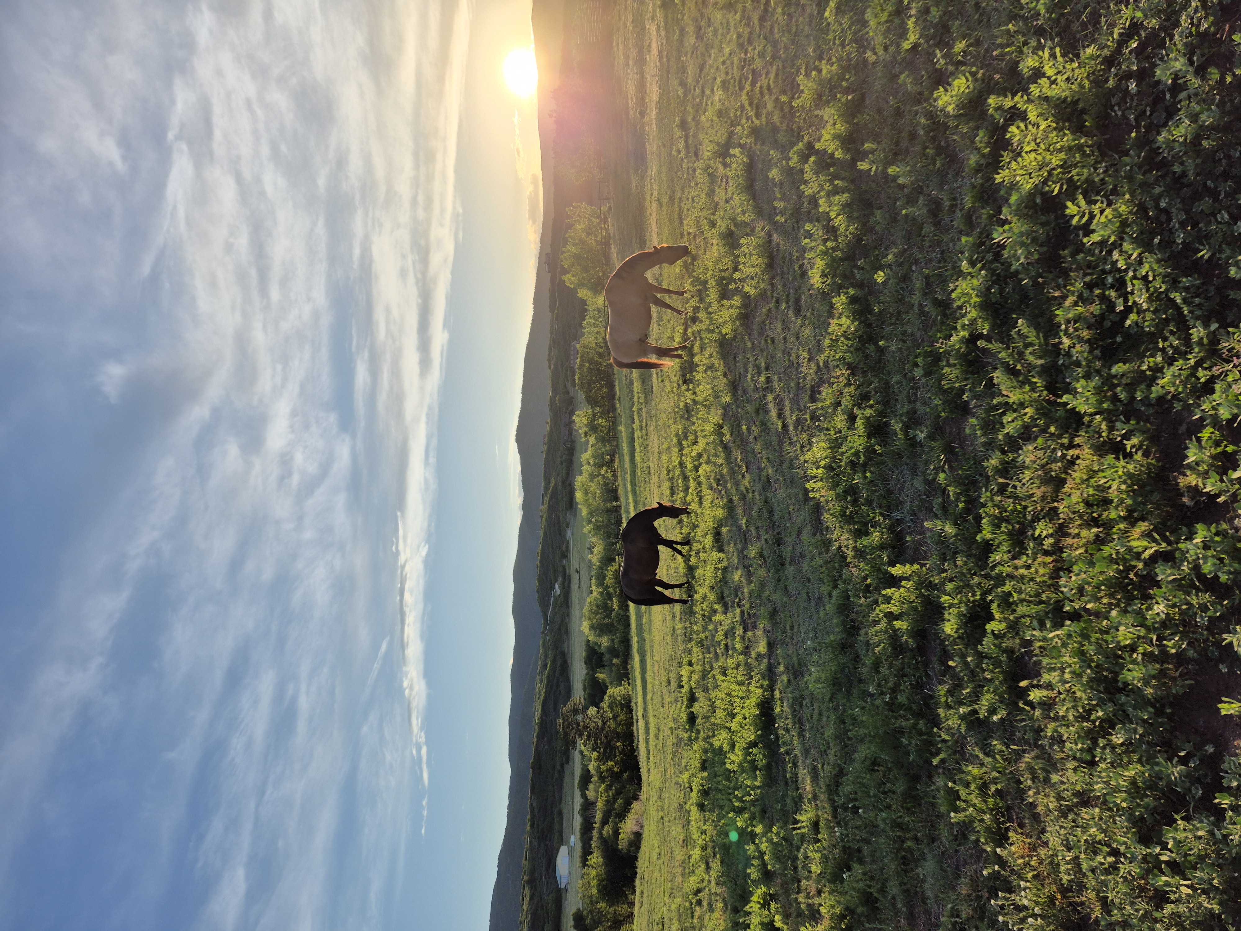 Pasture Board