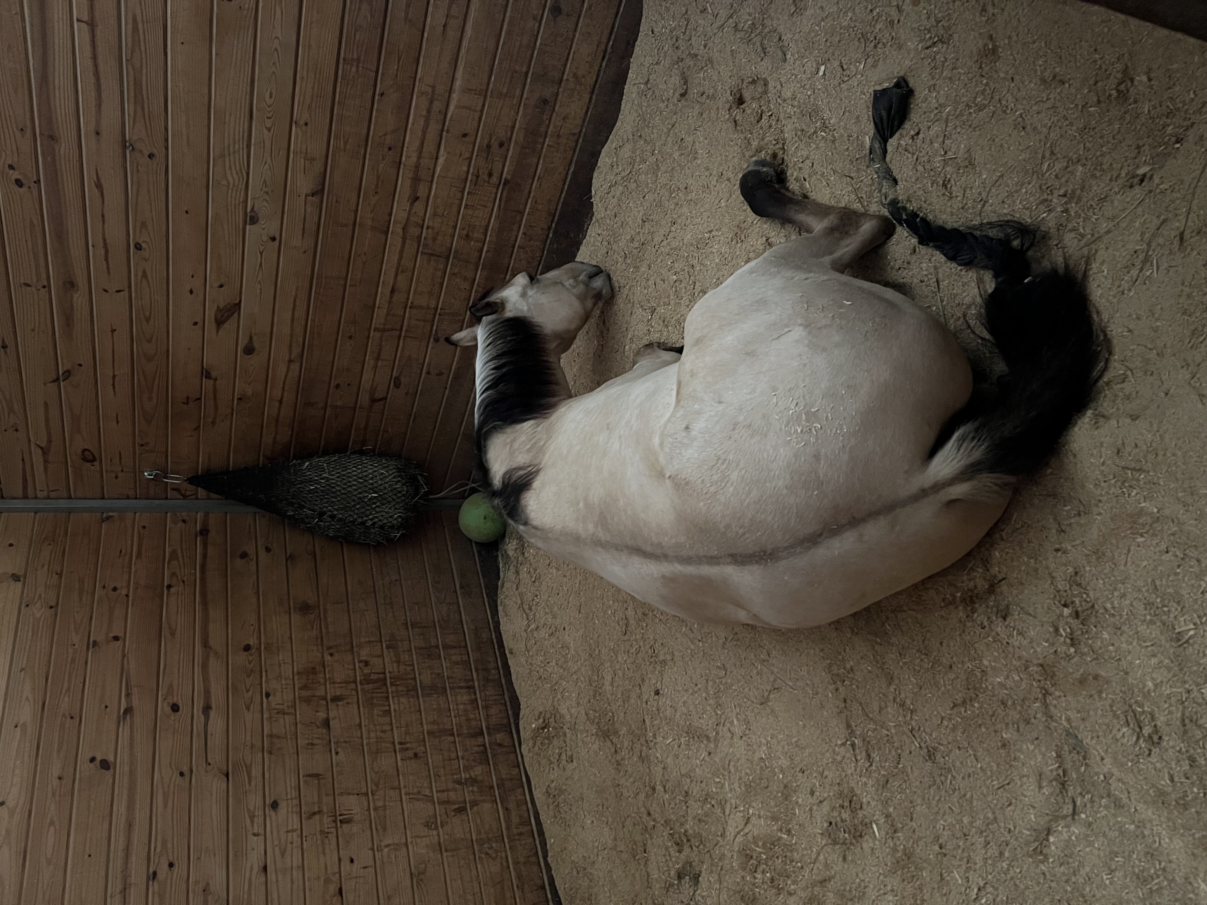 Everyone naps around here!