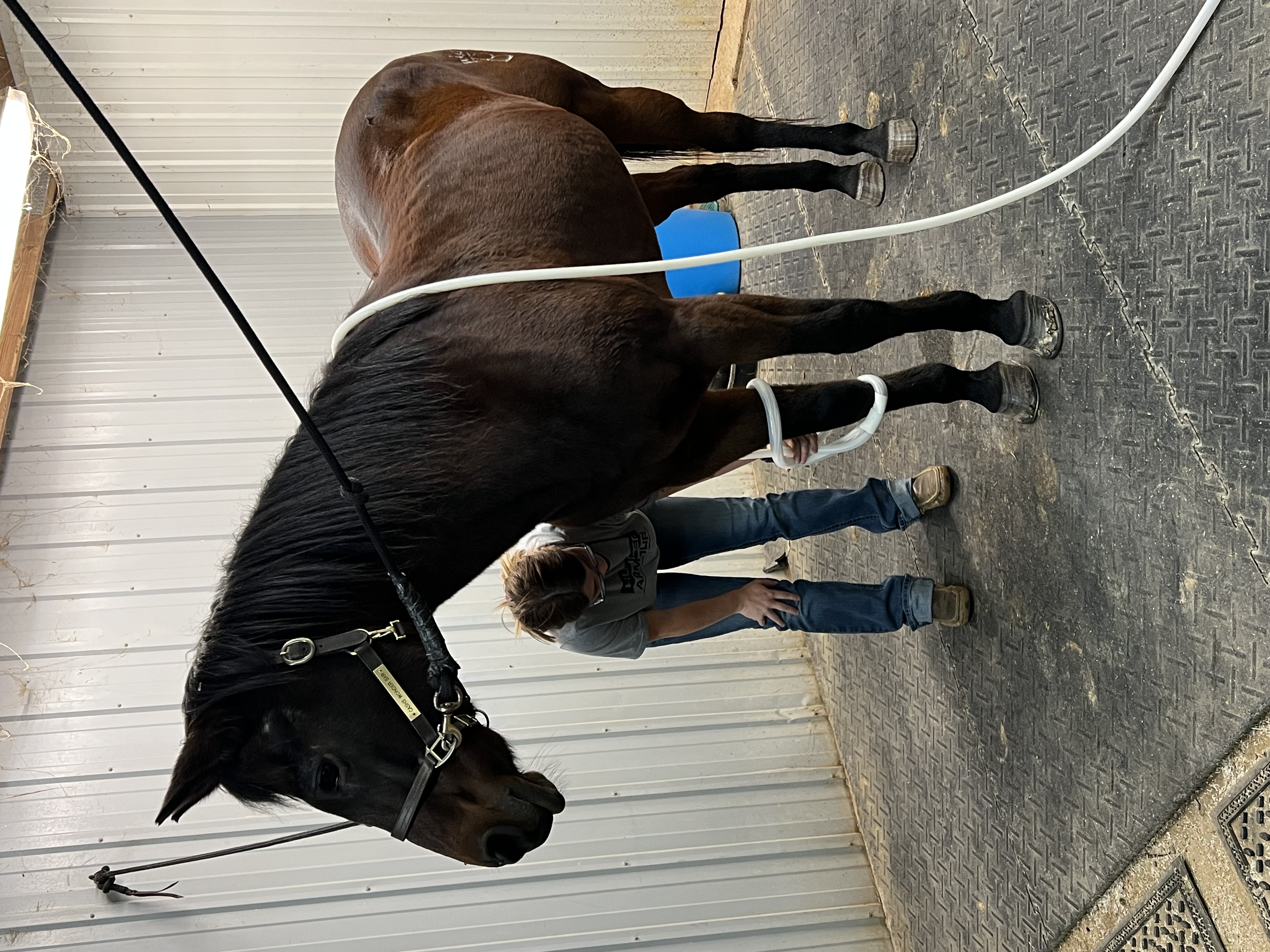 Many equine services available! Hot water wash rack!