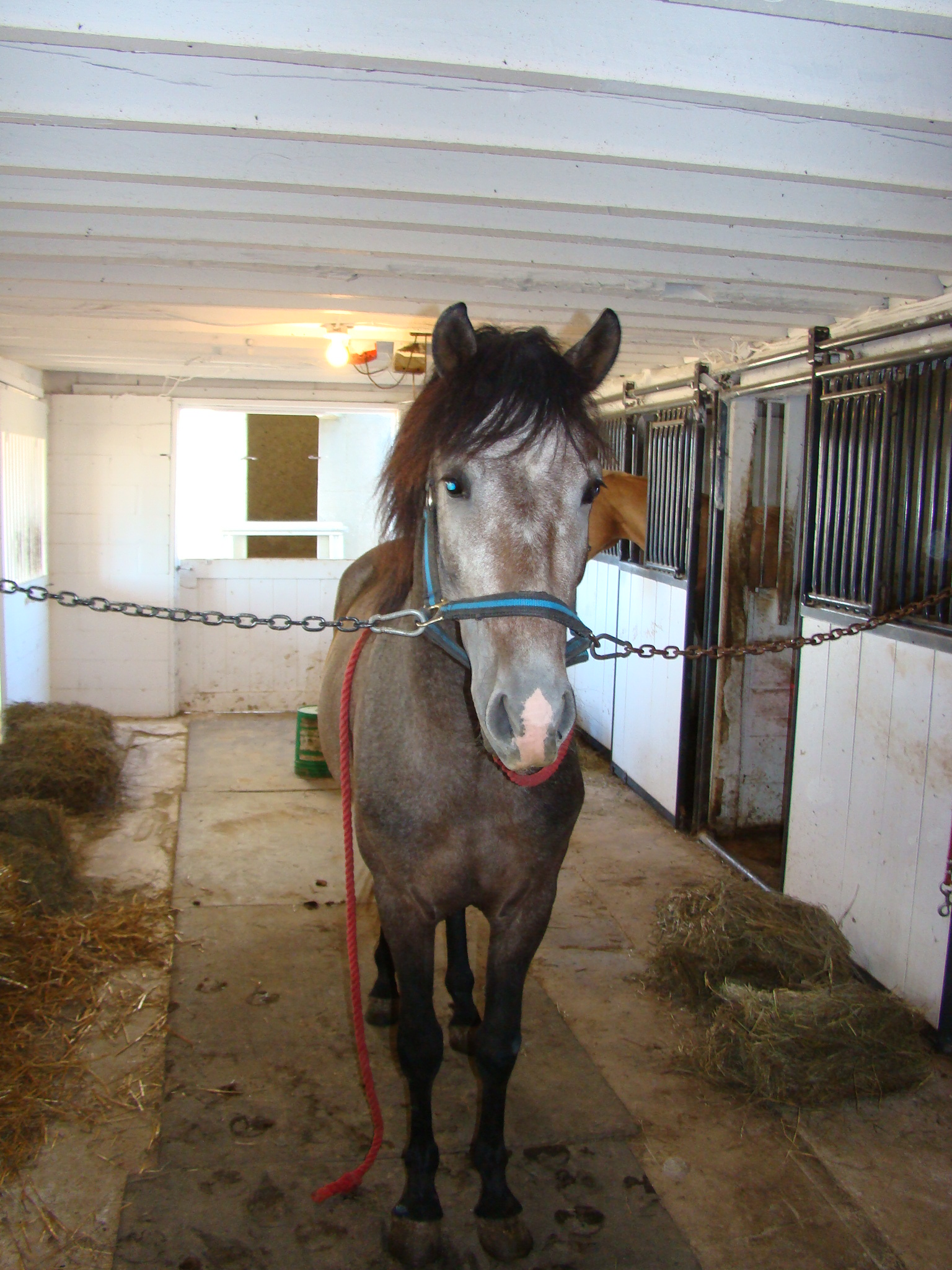 stalls