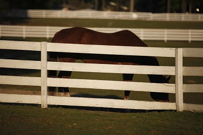 Pastures
