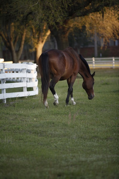Pastures