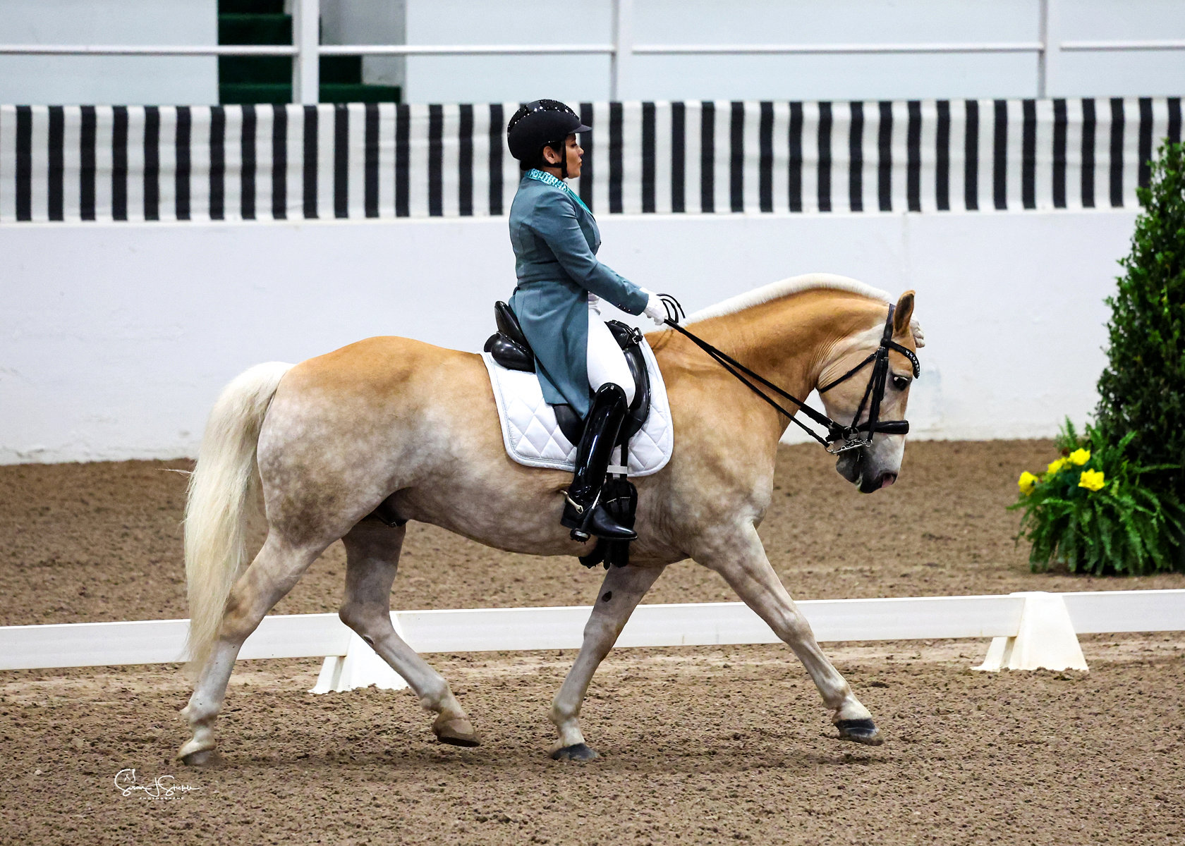 White Fences Beginner Riders to FEI