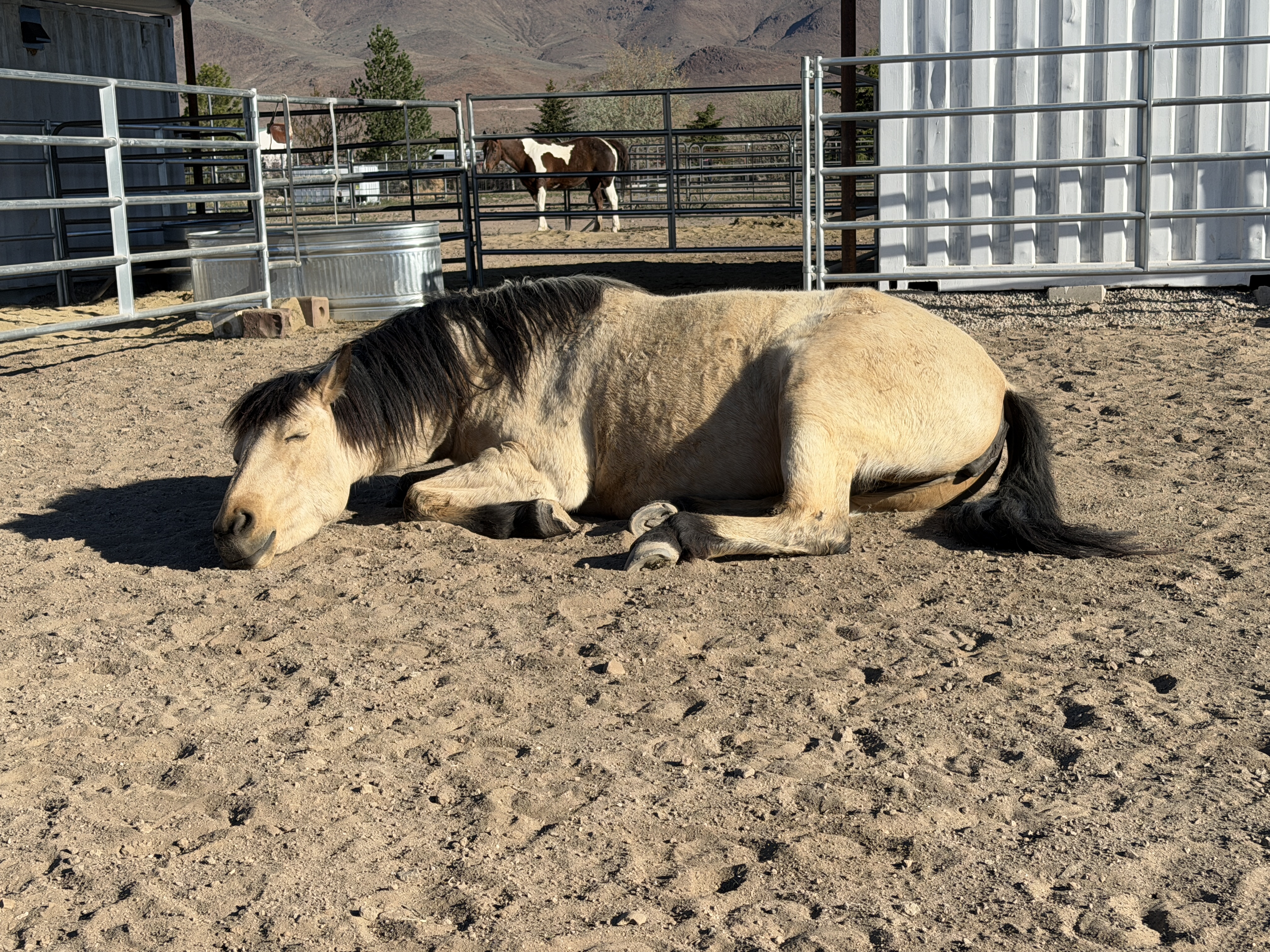 Bella believes naps are important!! The horses are very comfortable here