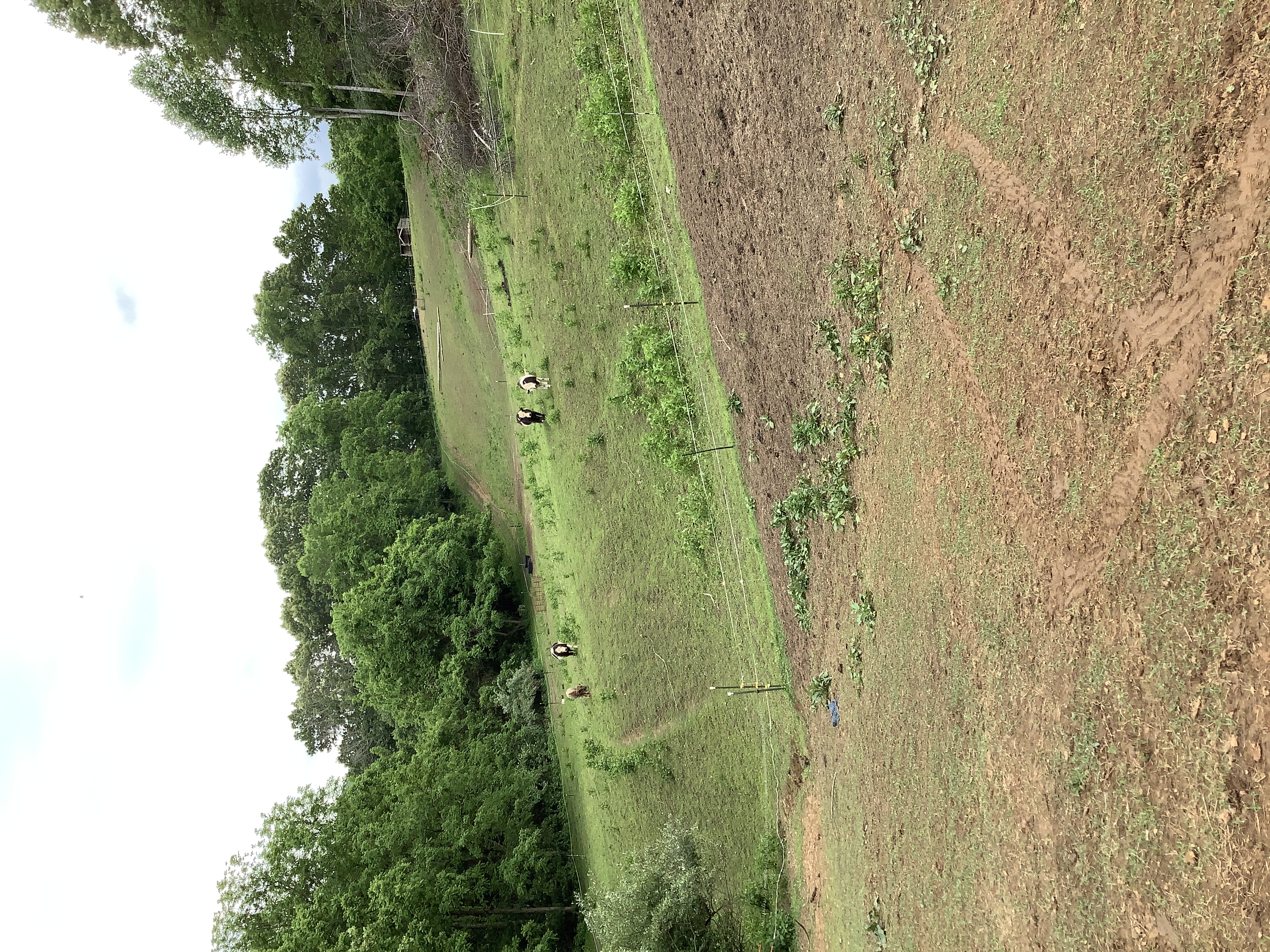 Lower Field