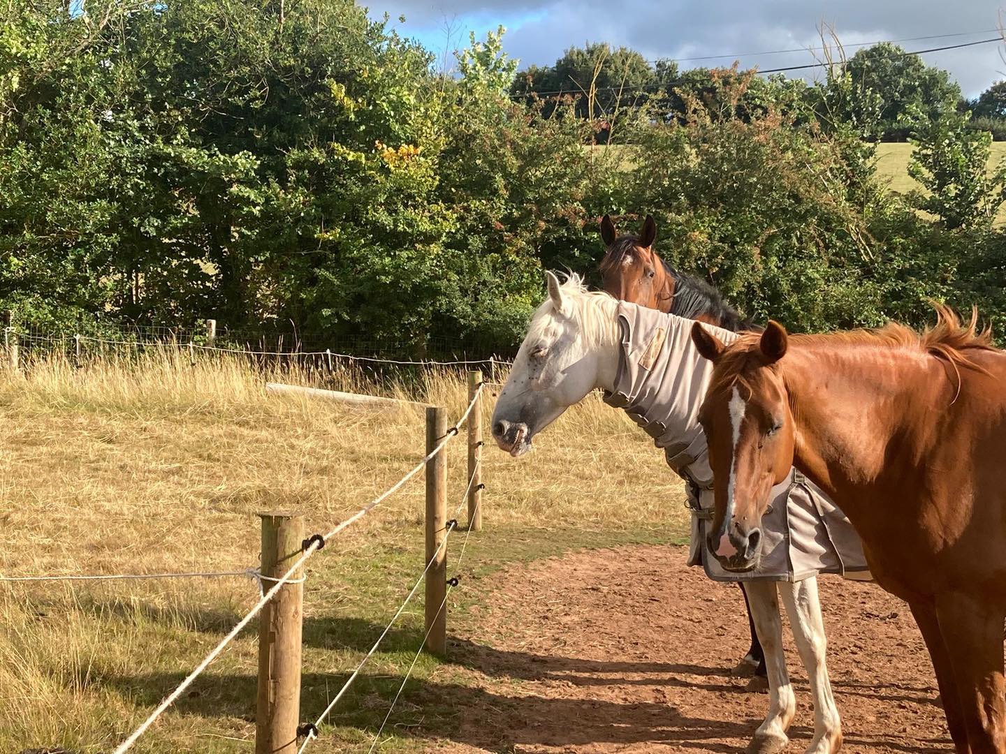 Horses on track