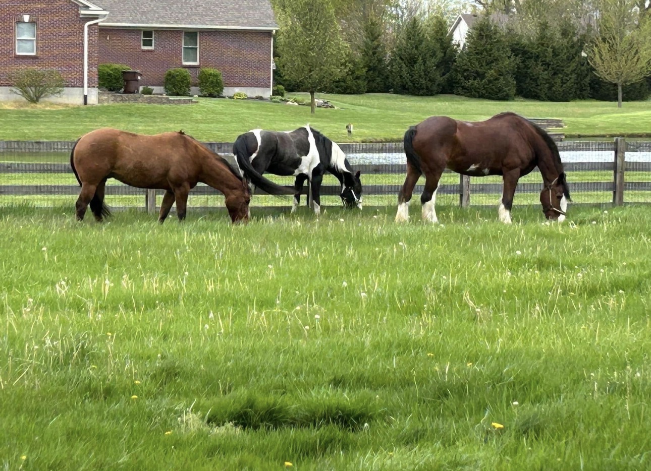 Ivy Meadows Farm