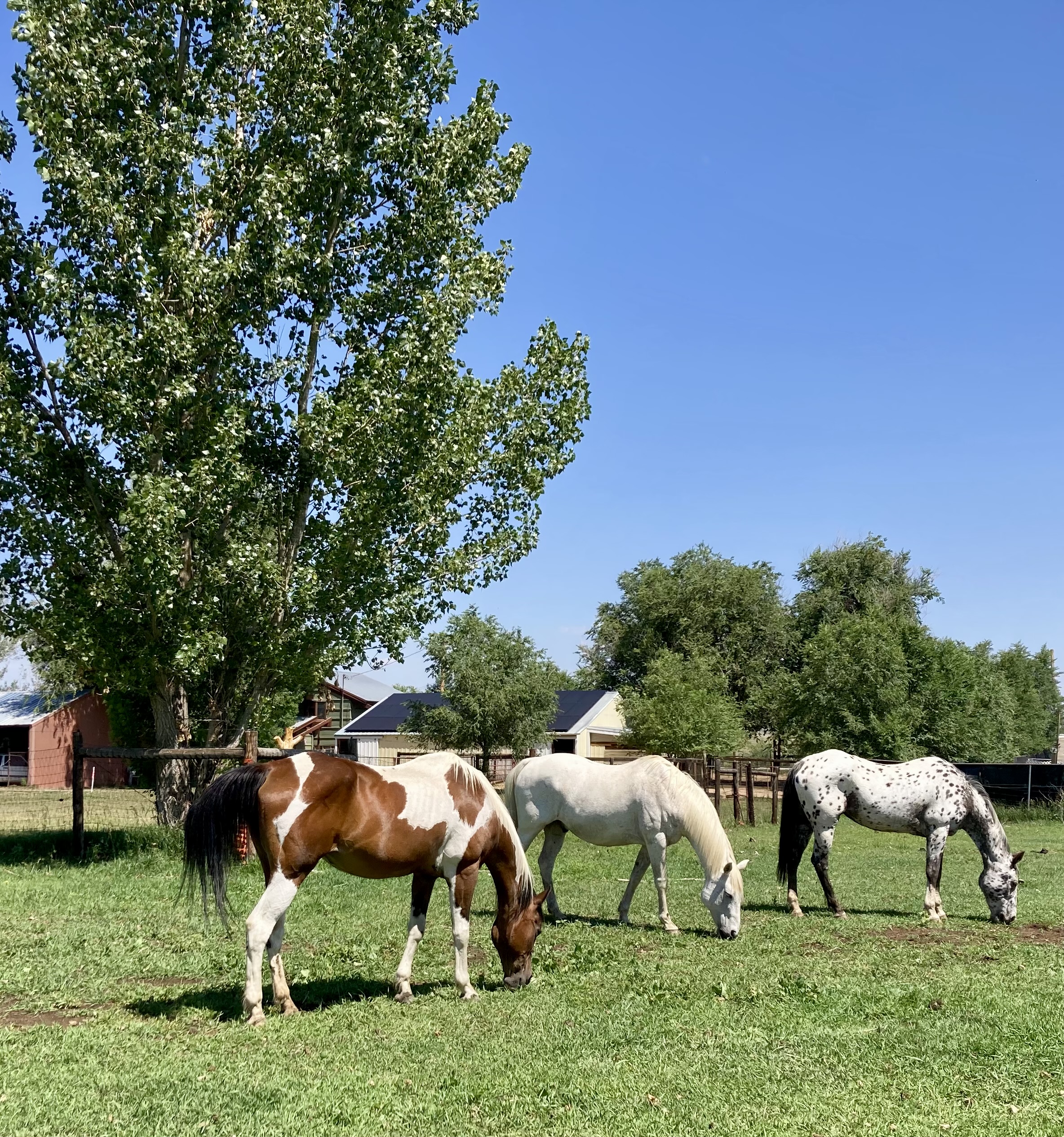 East pasture