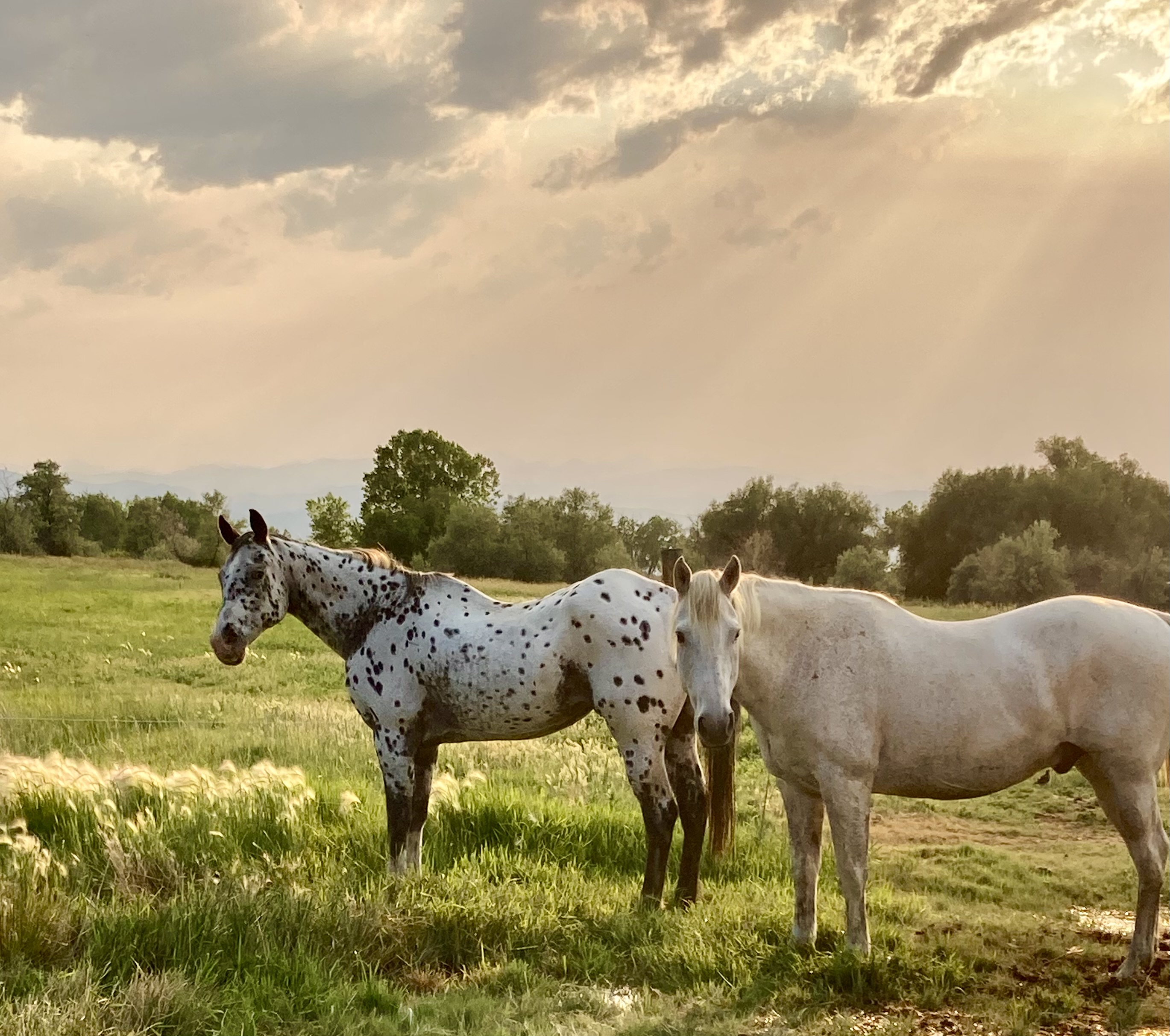 West pasture