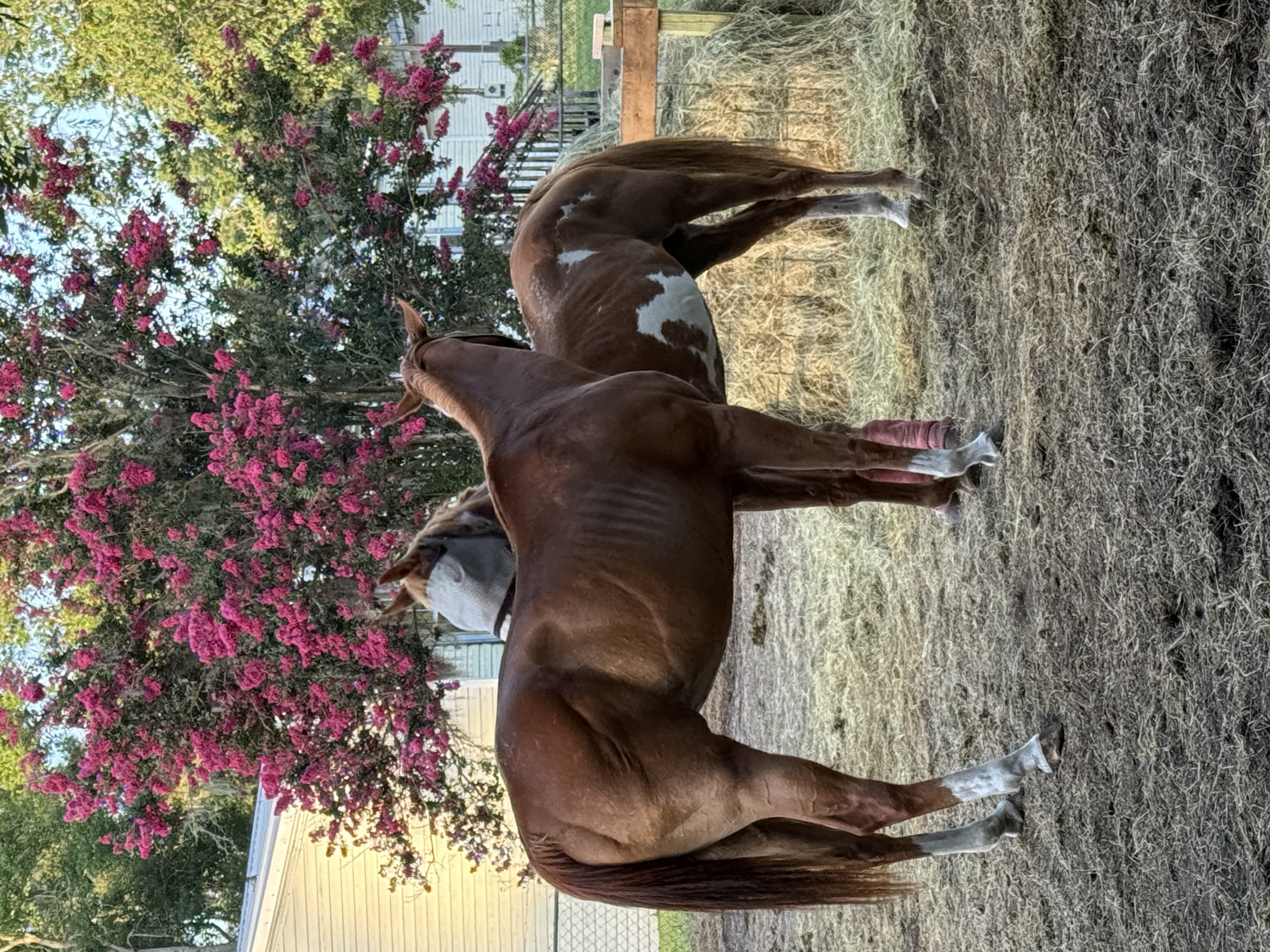 Two new mares