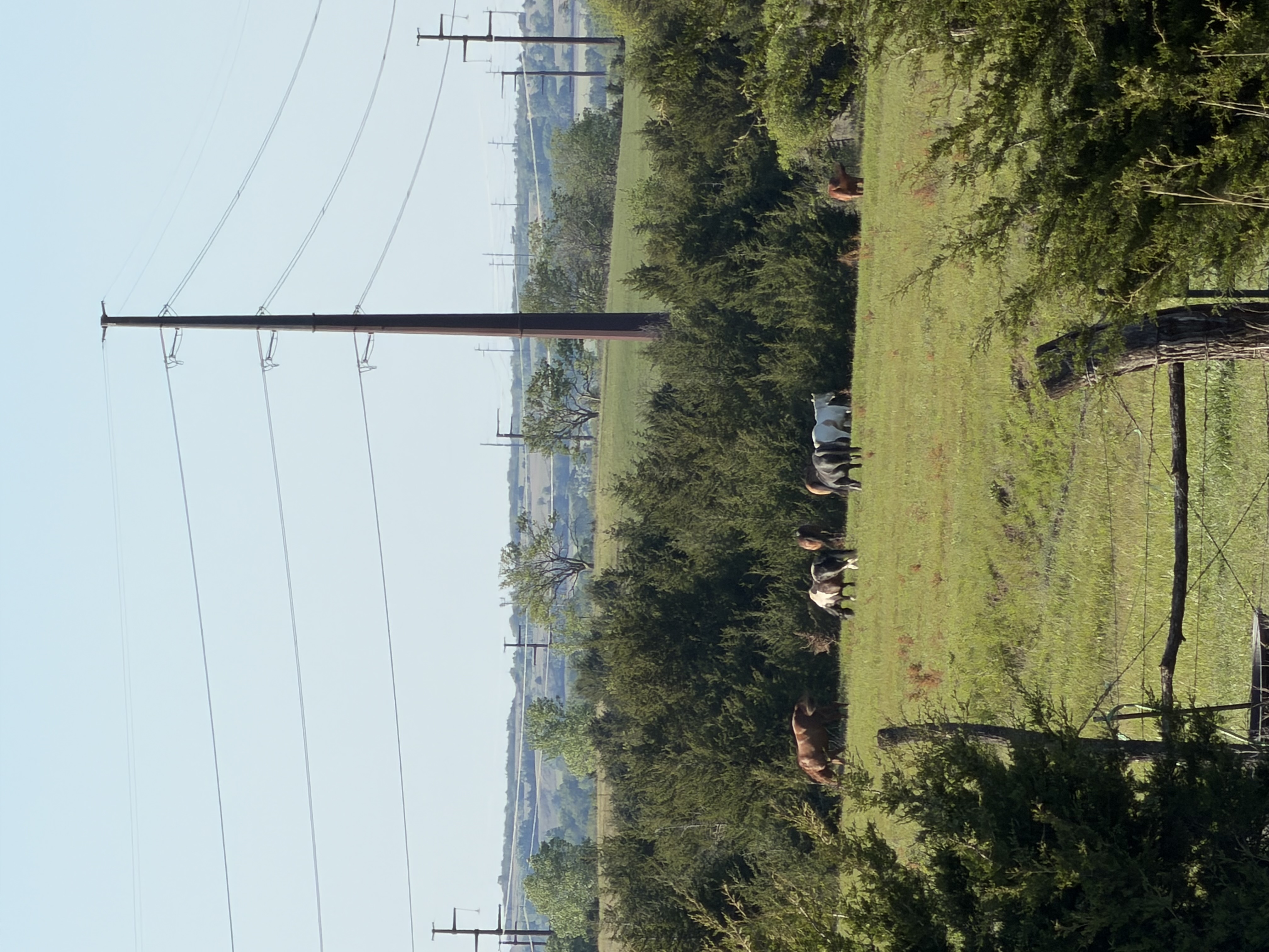 Pasture