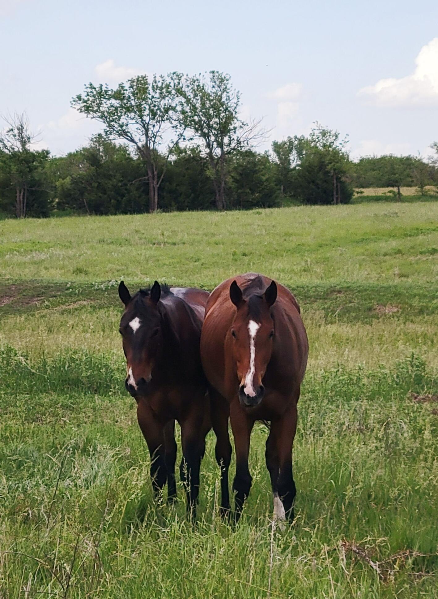 Pasture Friends