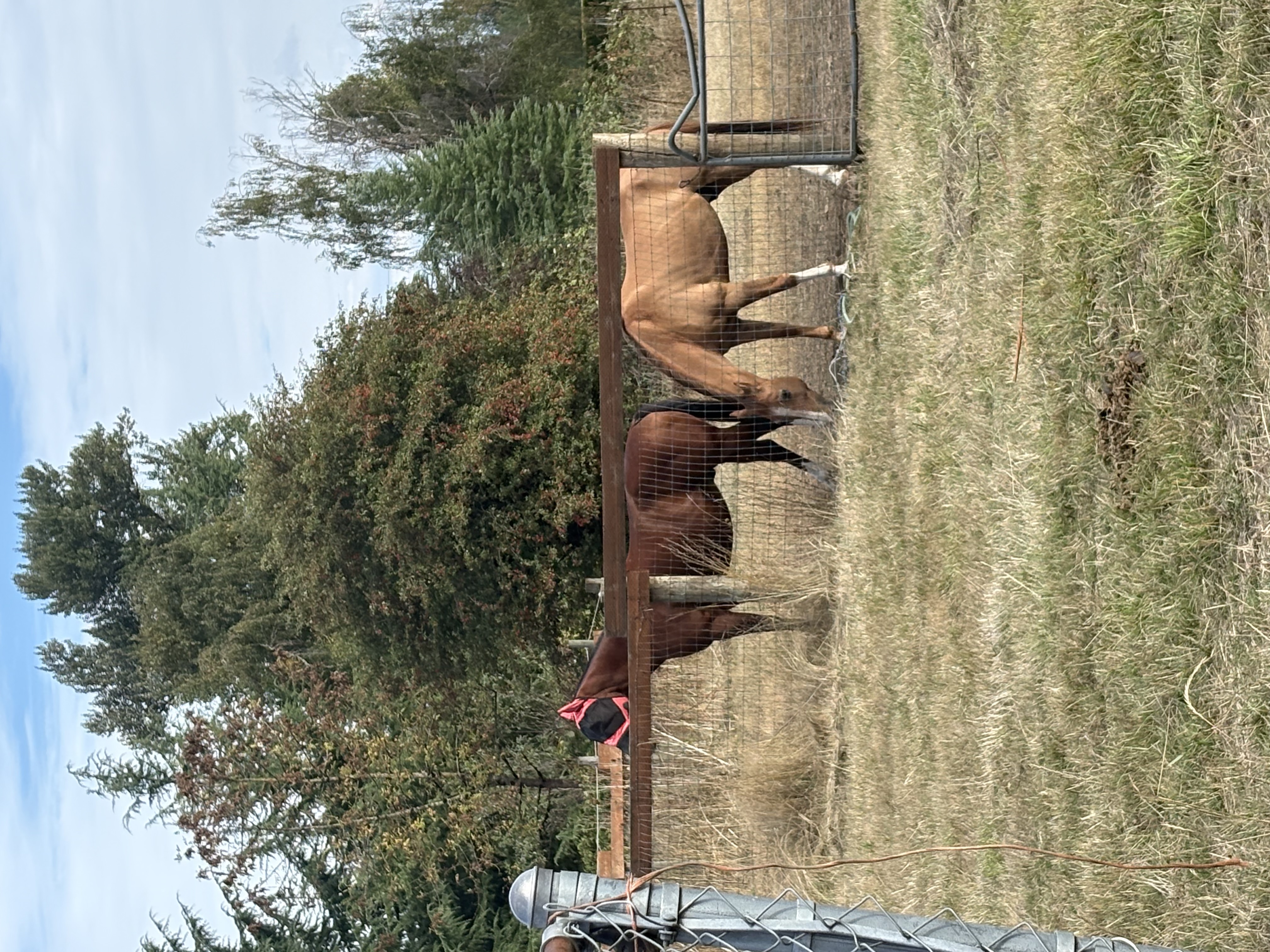 Pasture time