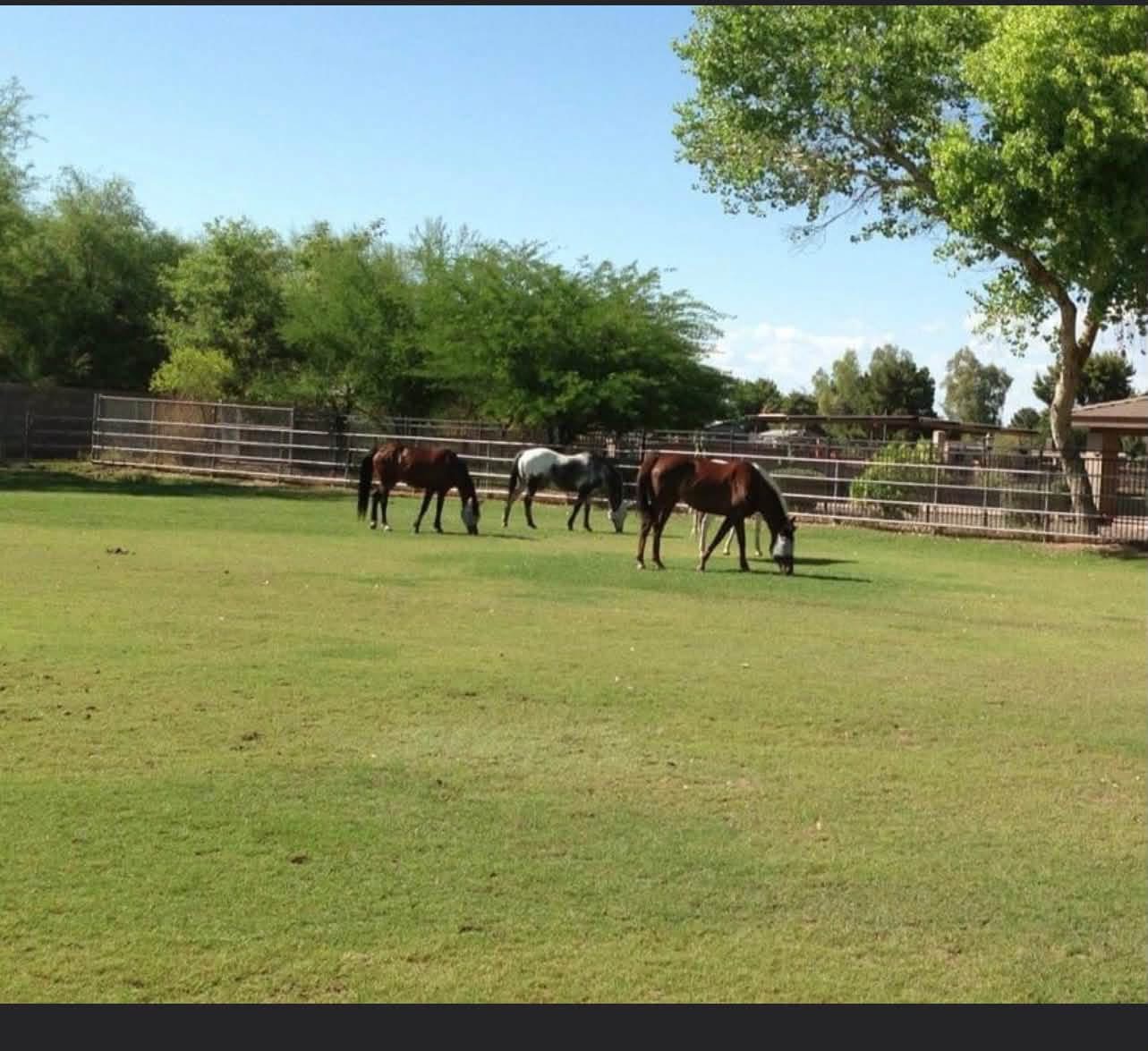 Pasture turnout