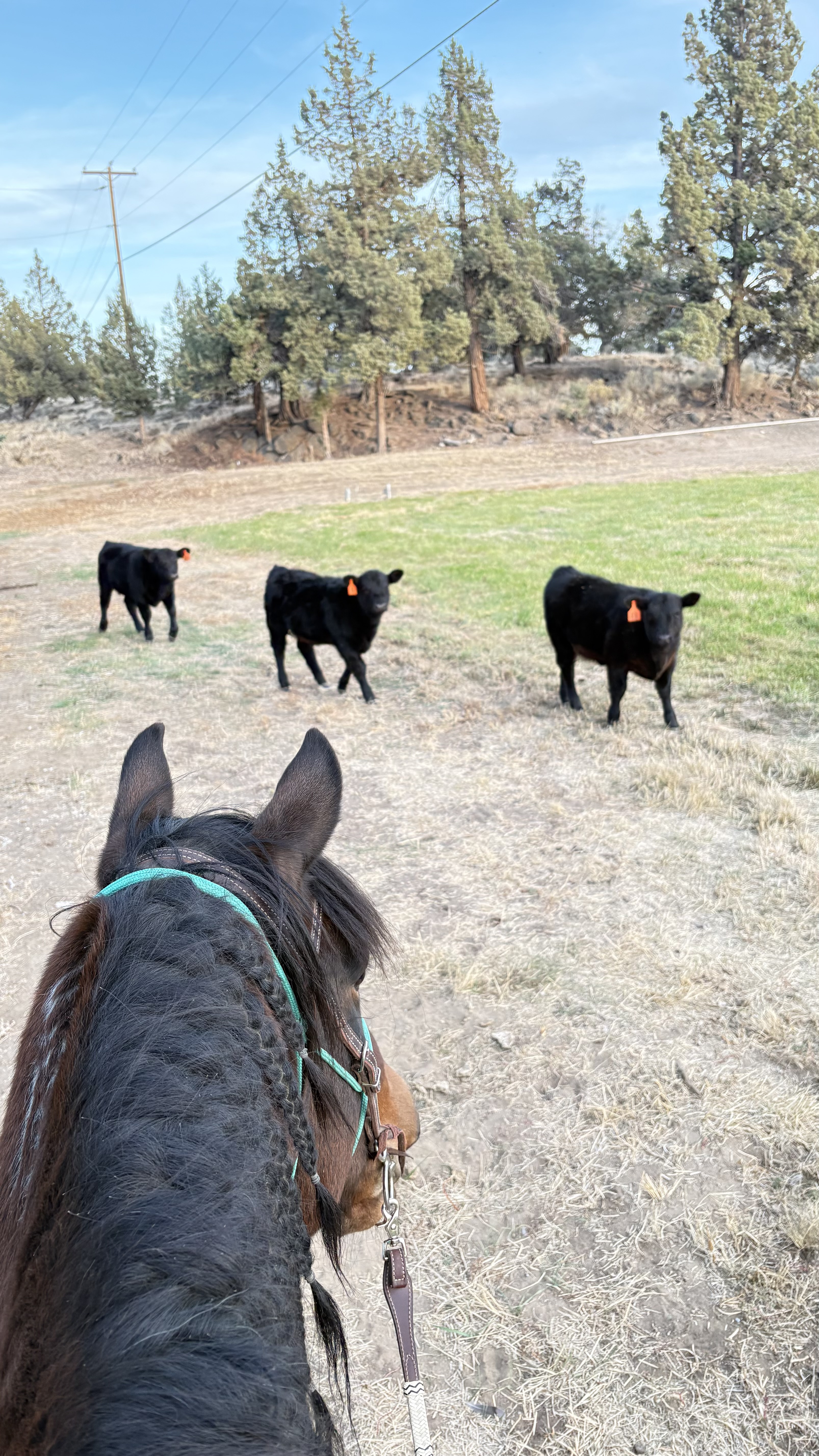 more trail views plus our own cattle