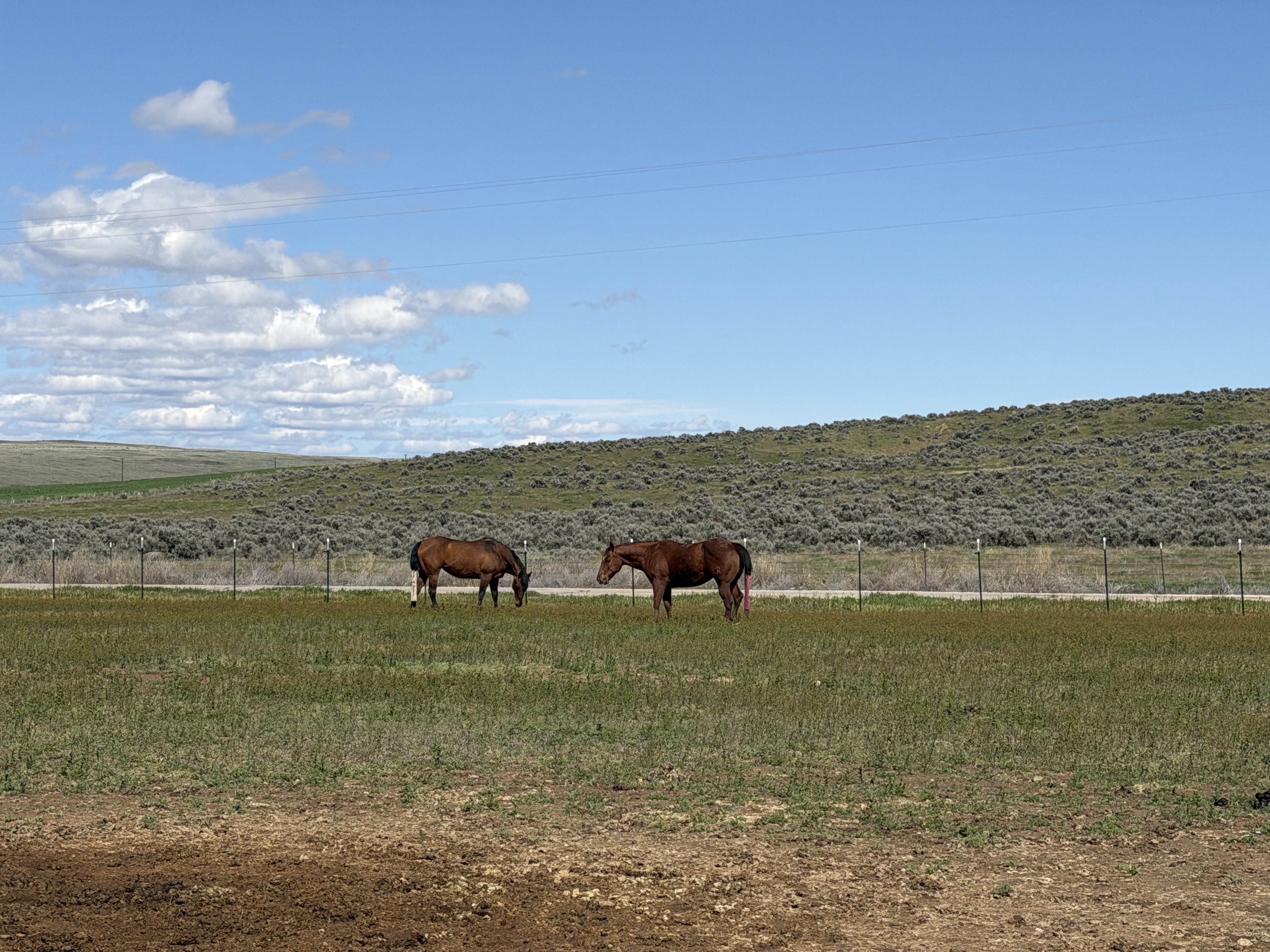 Turnout Pasture