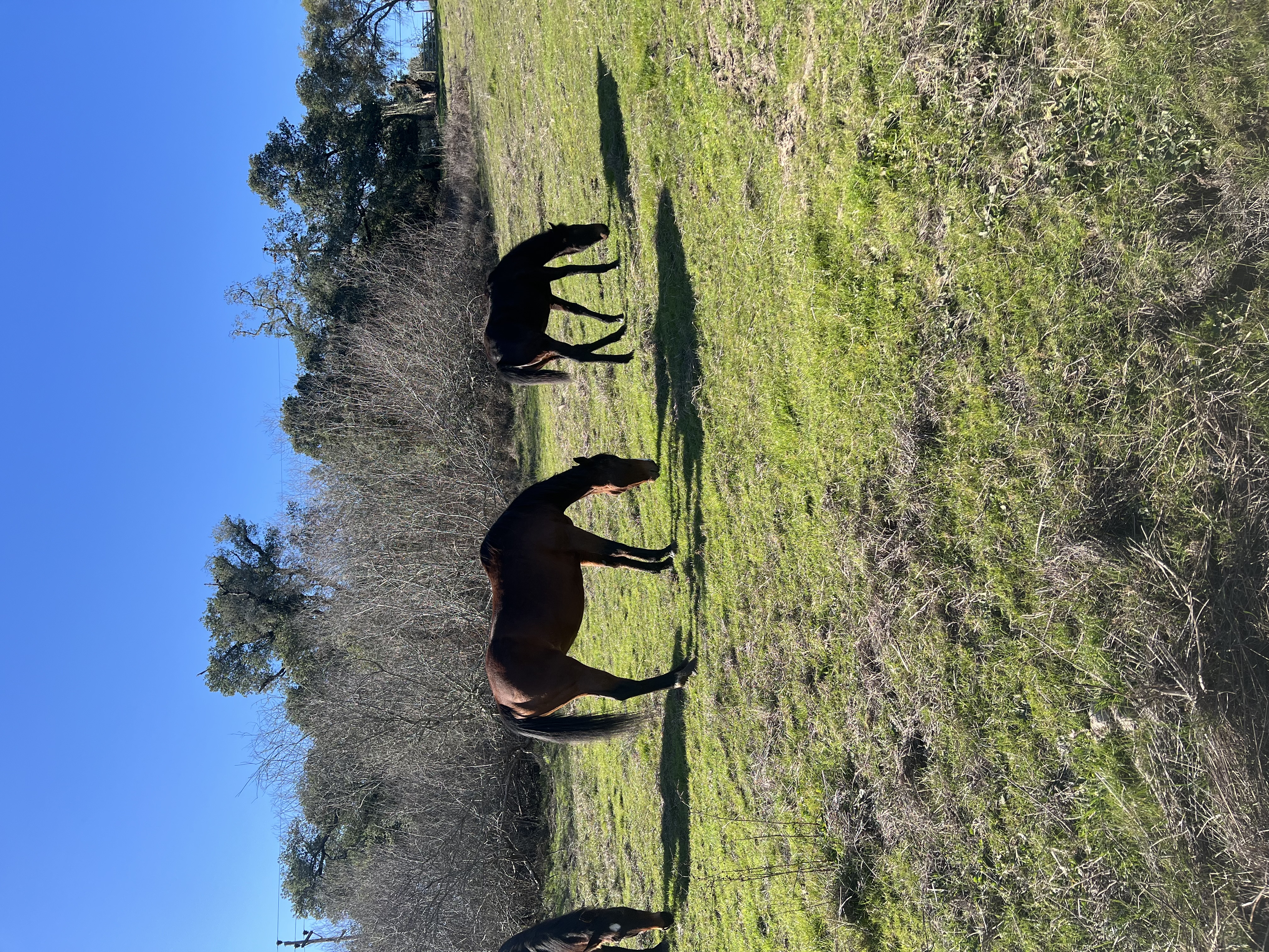 Happy horses
