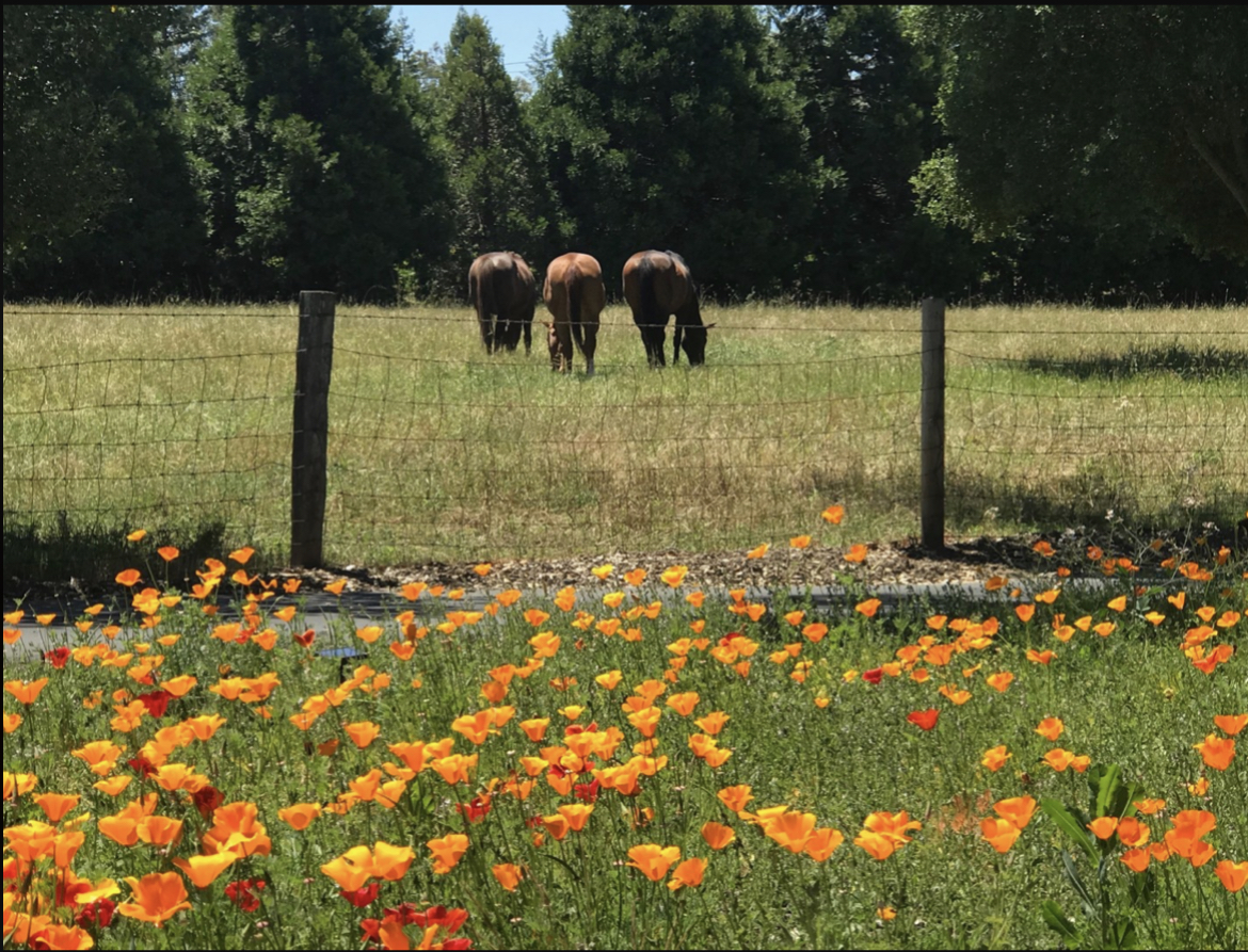 Happy grazers
