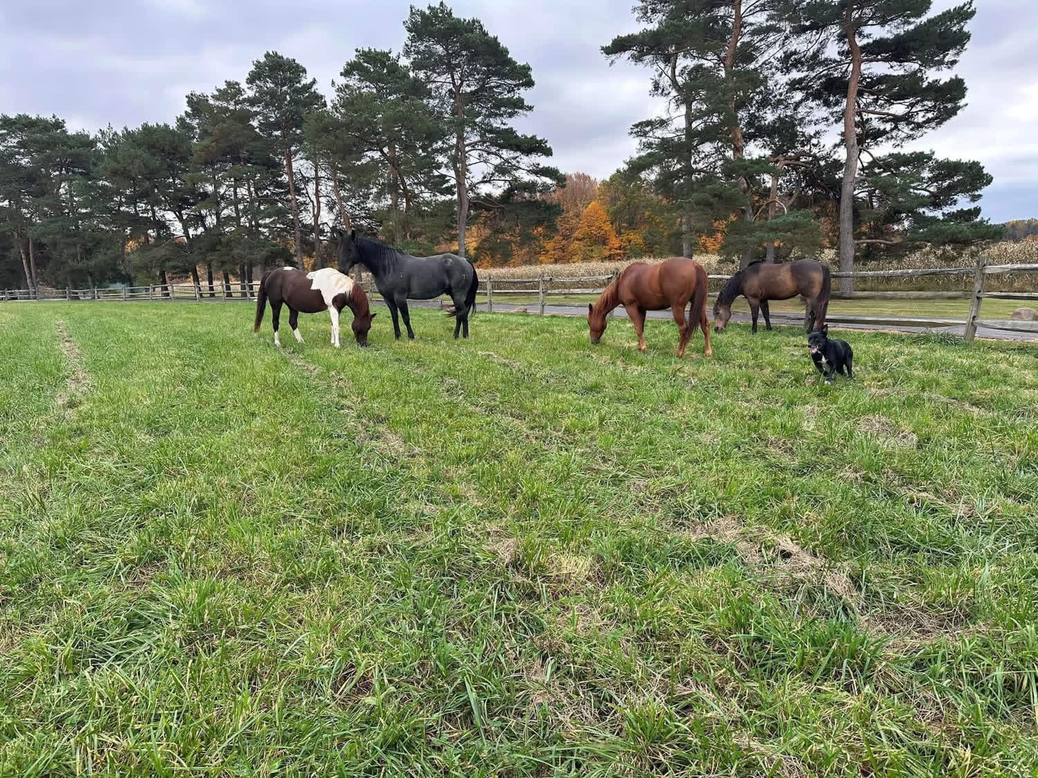 Pasture