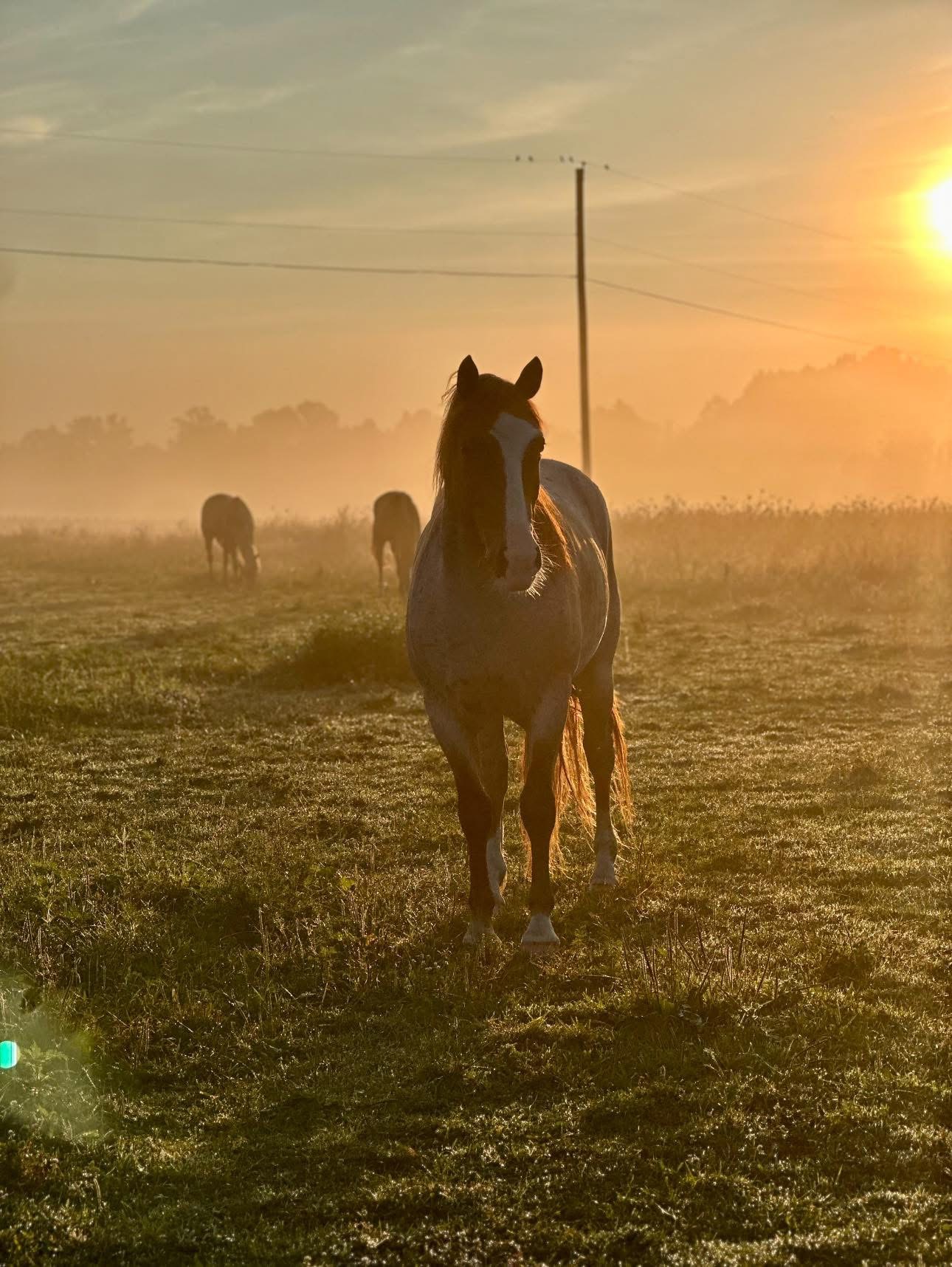 Sunrise