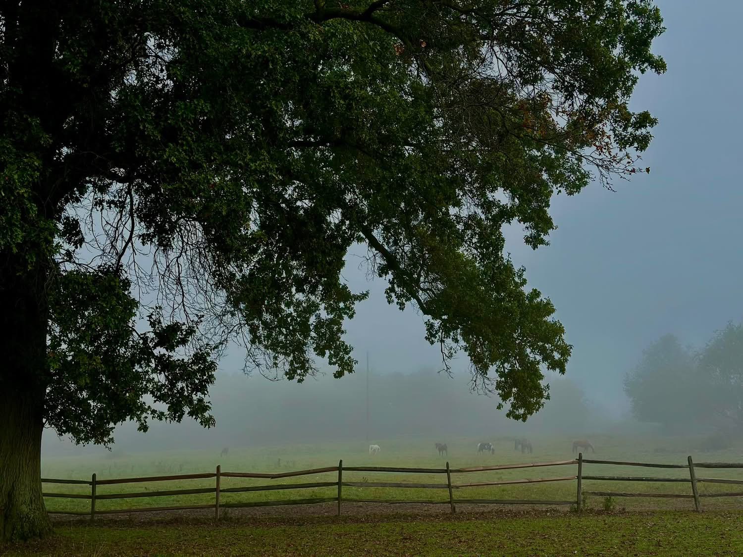 Pasture