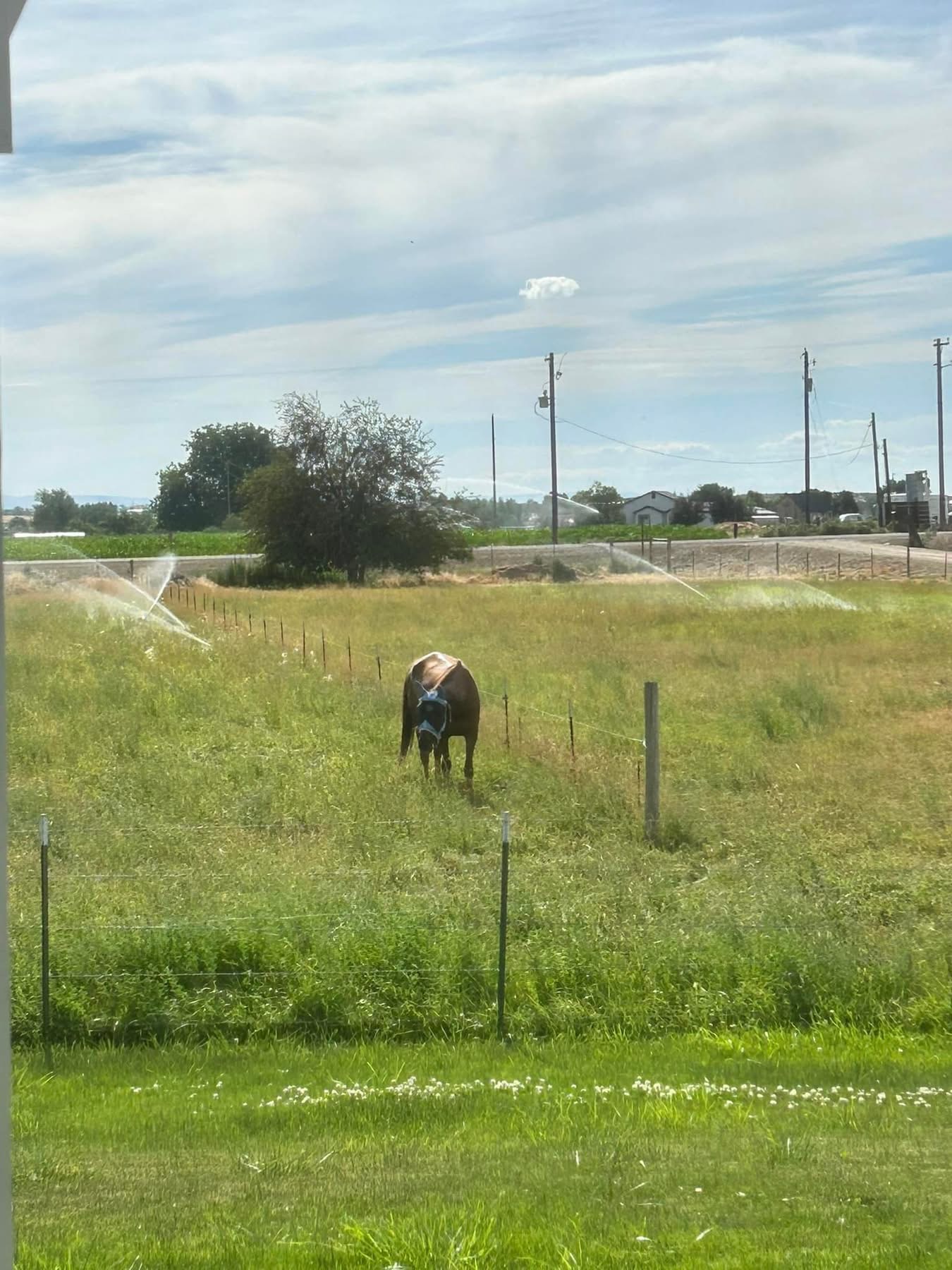Pasture Turnout