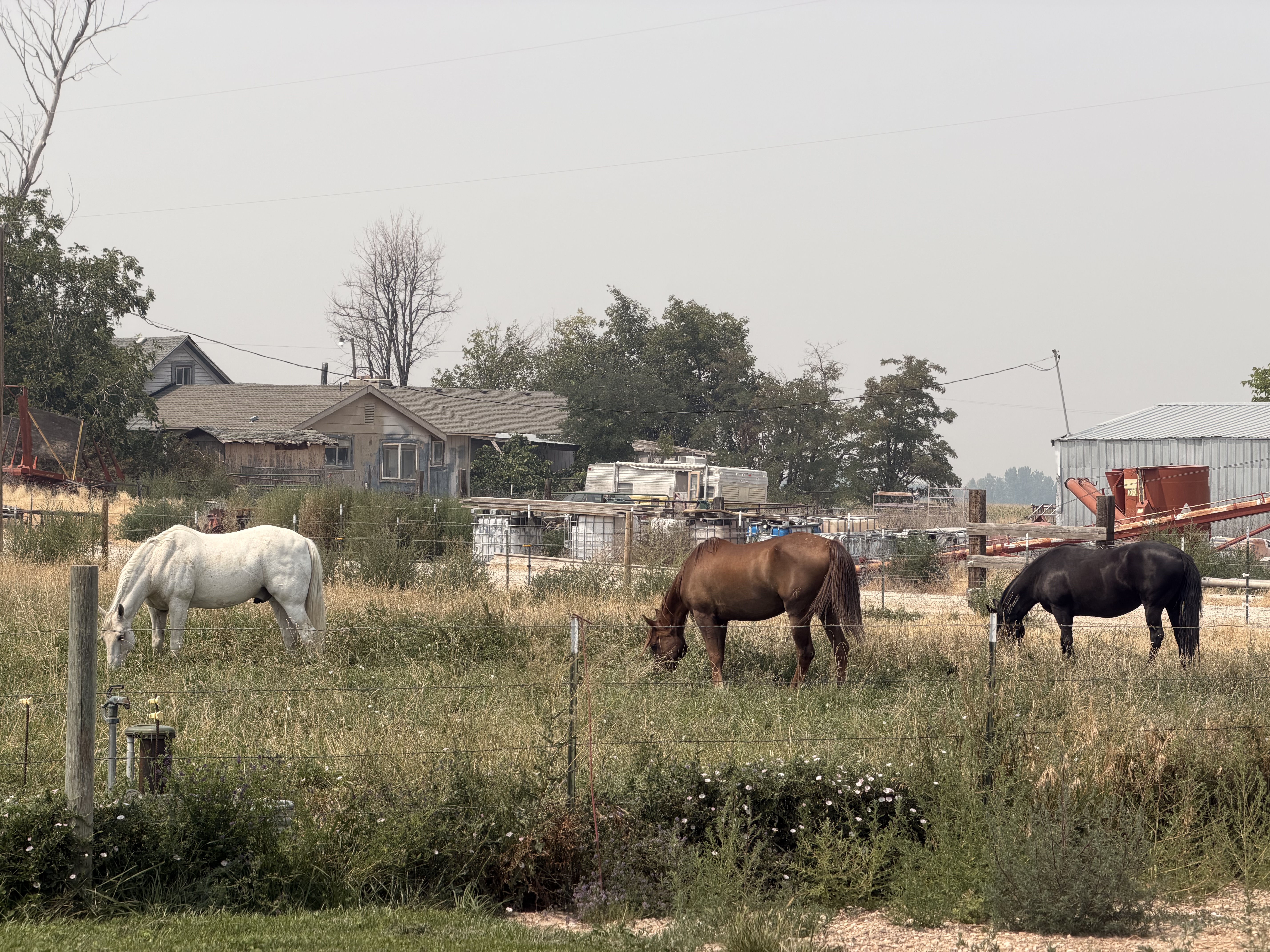 Horses in turnout