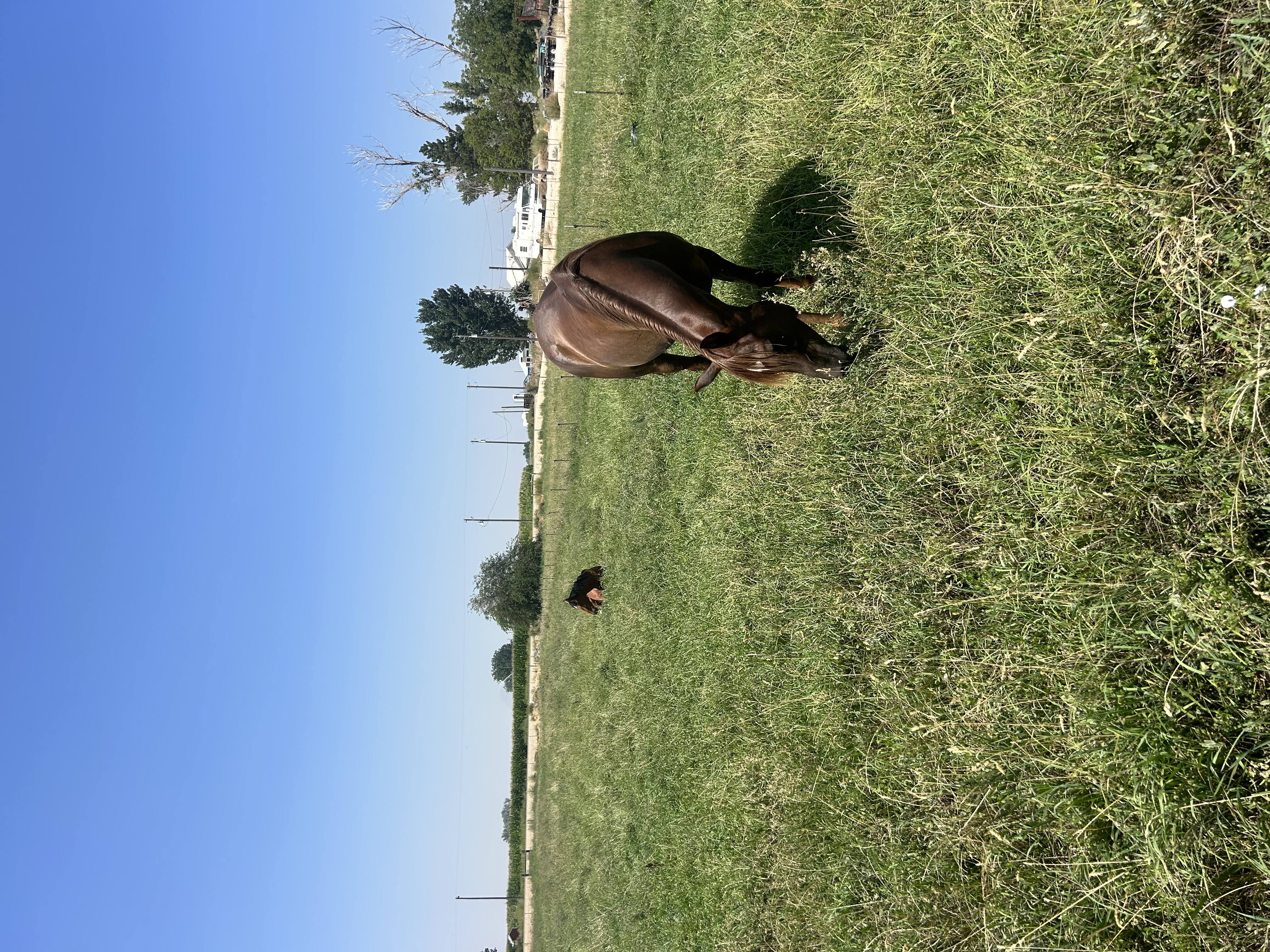 Horses in pasture