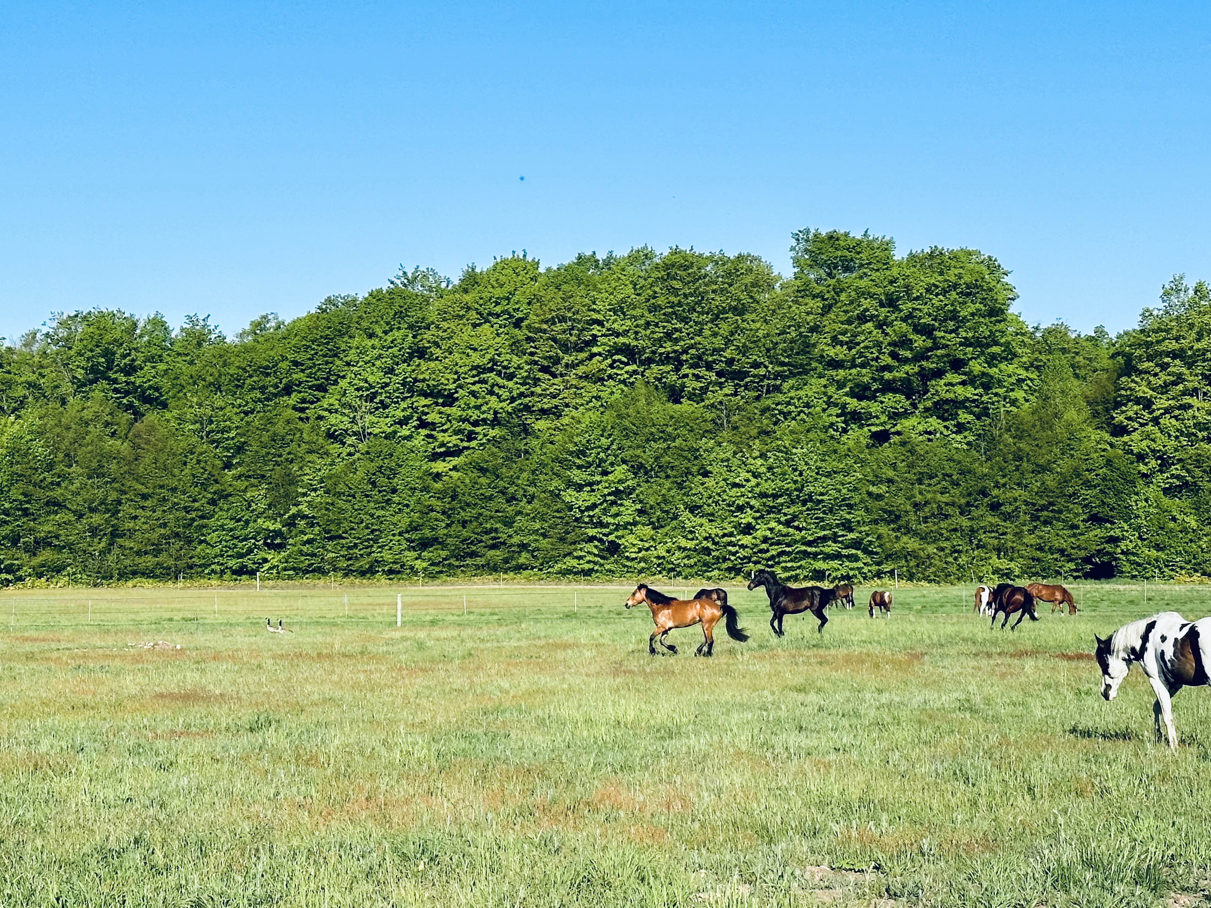Fields