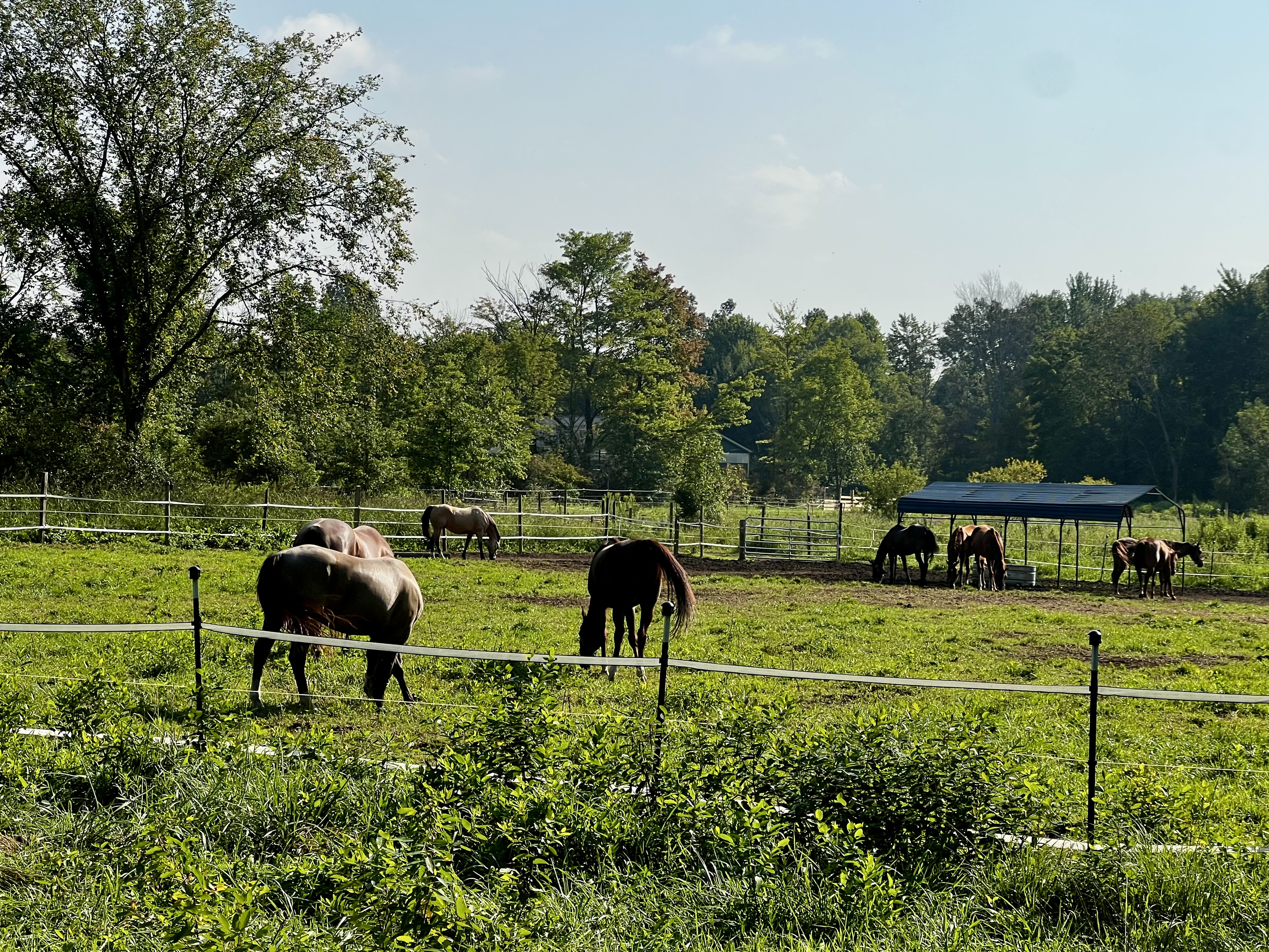 Pastures