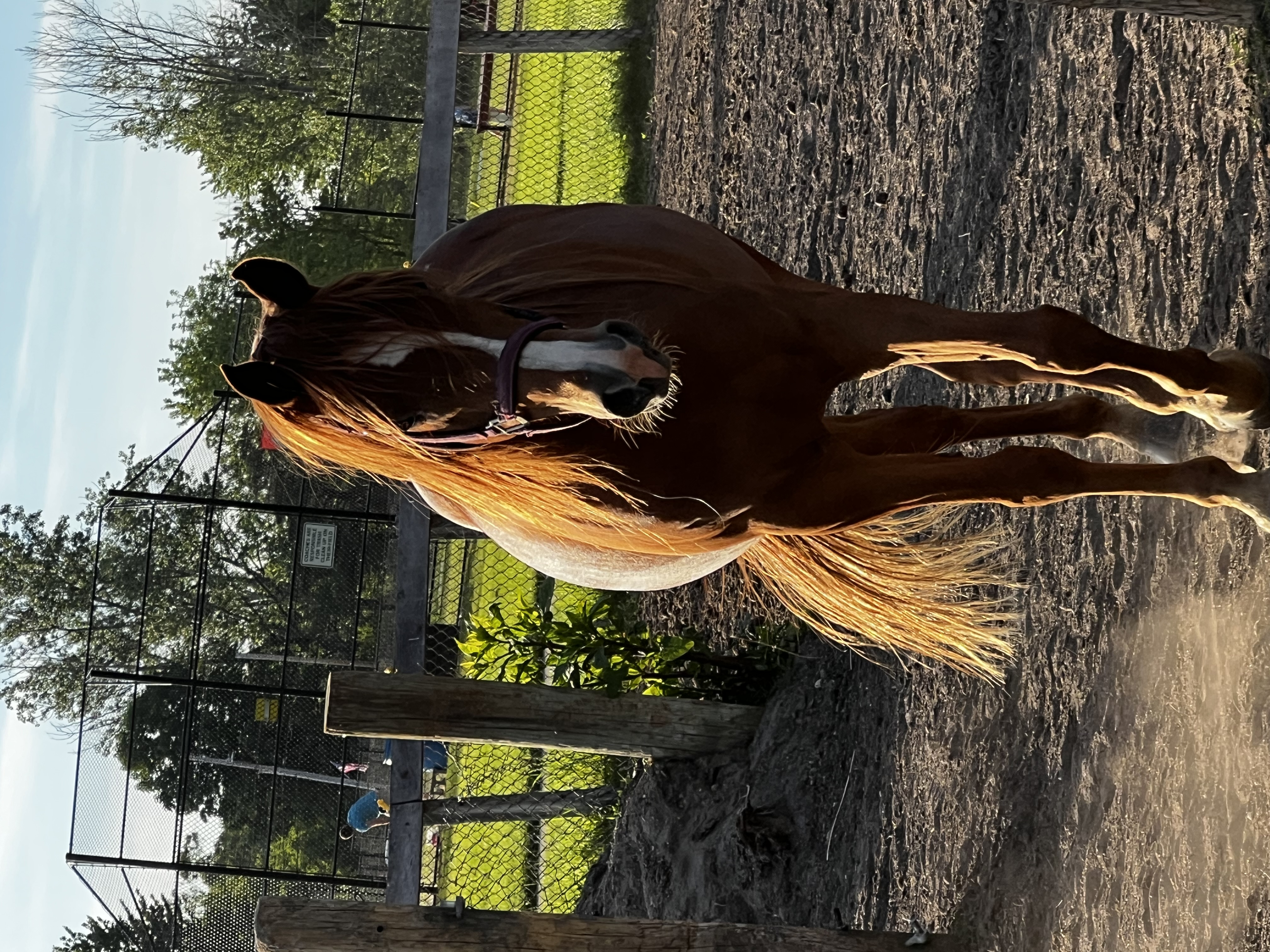 Pasture