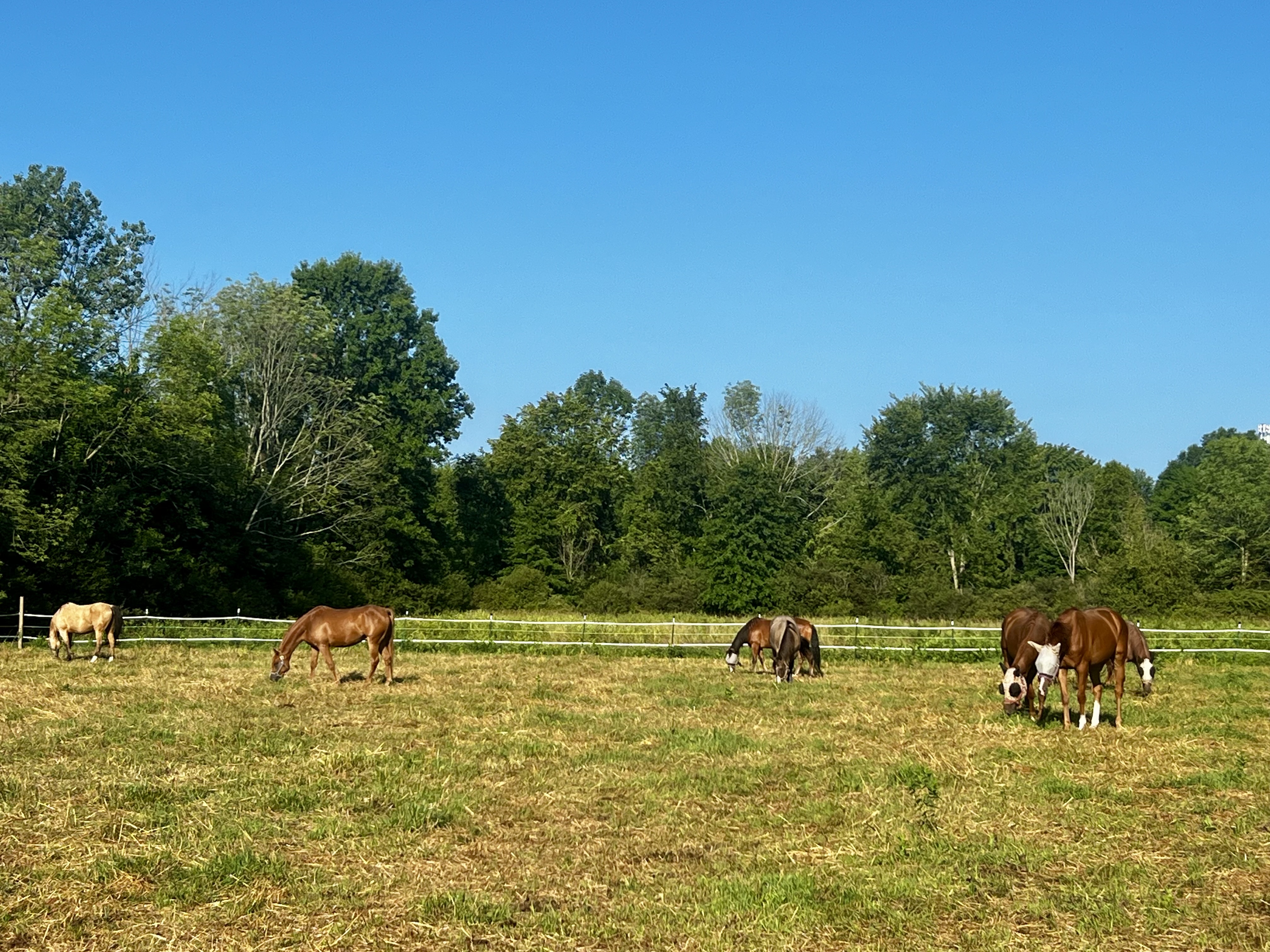 Pastures