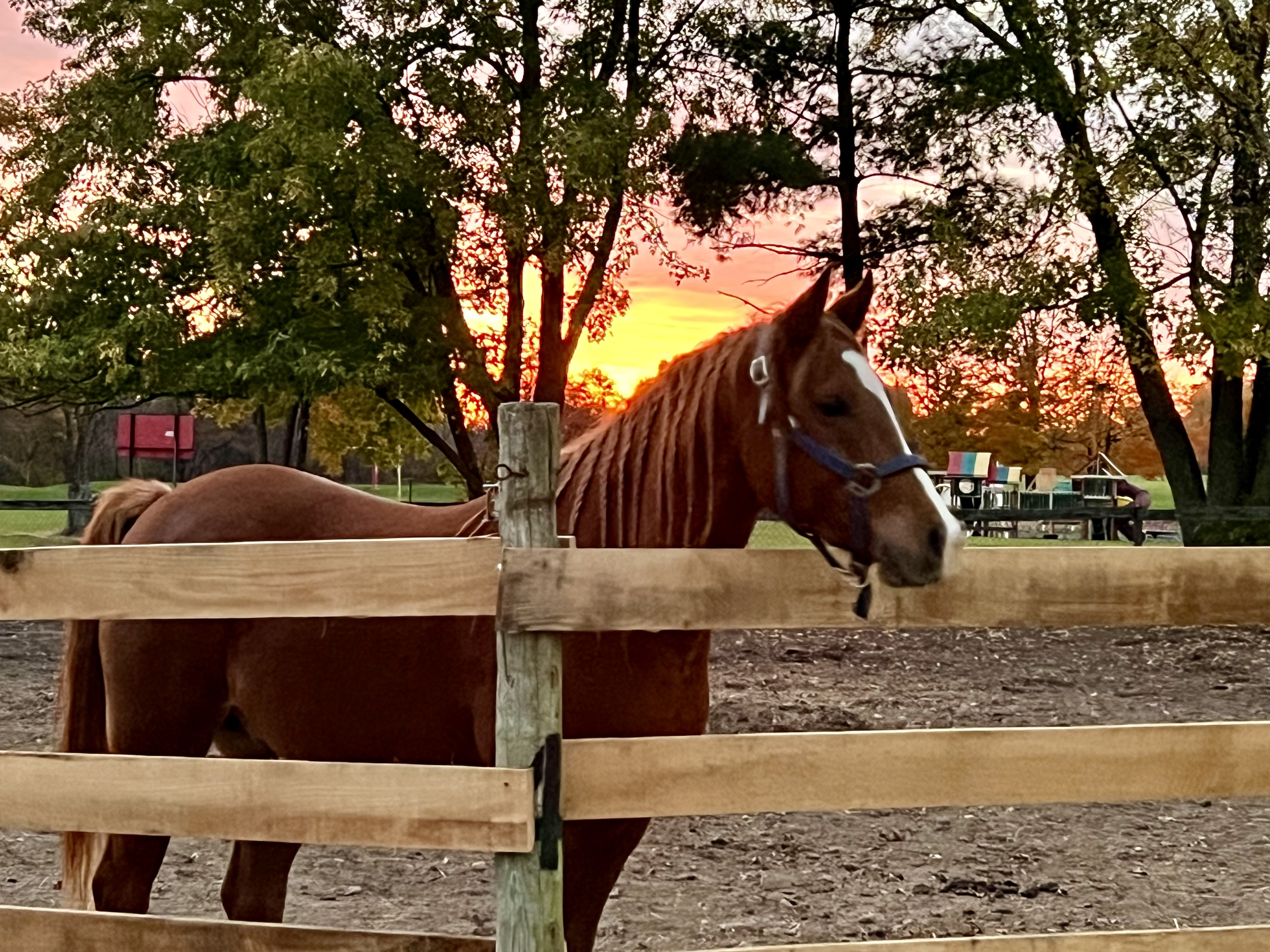 Pony