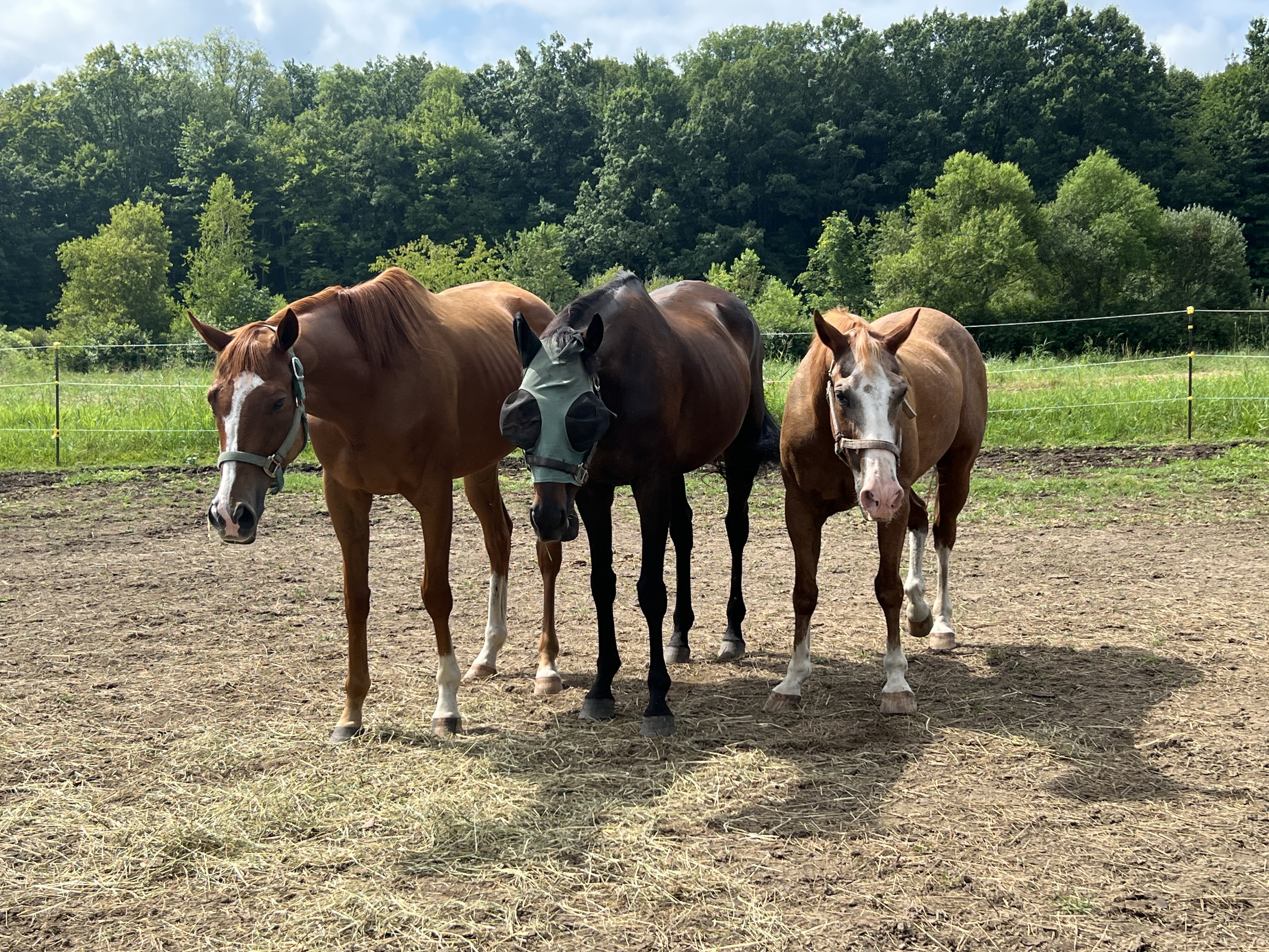 Horses