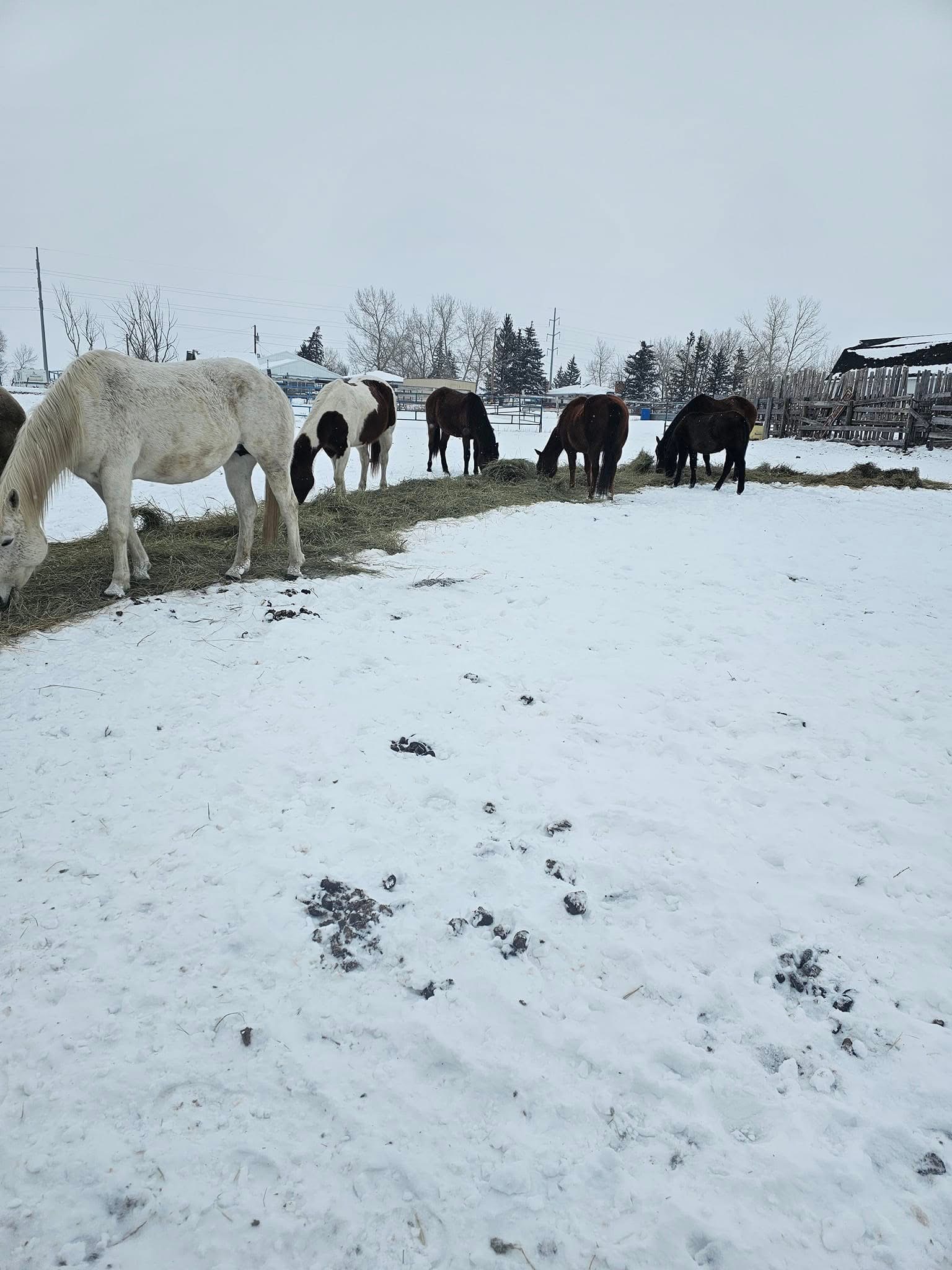 Pasture
