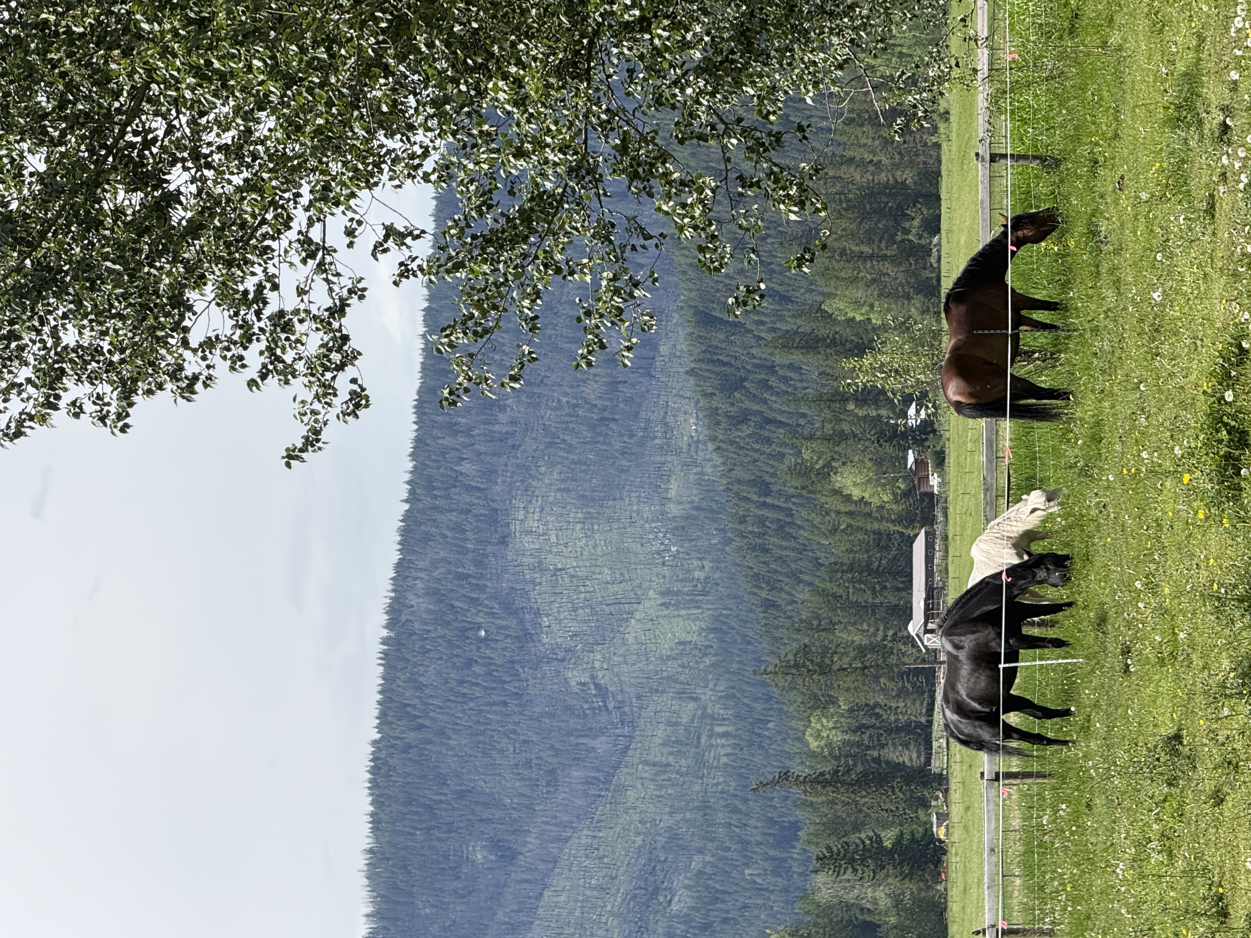 Rotational grazing