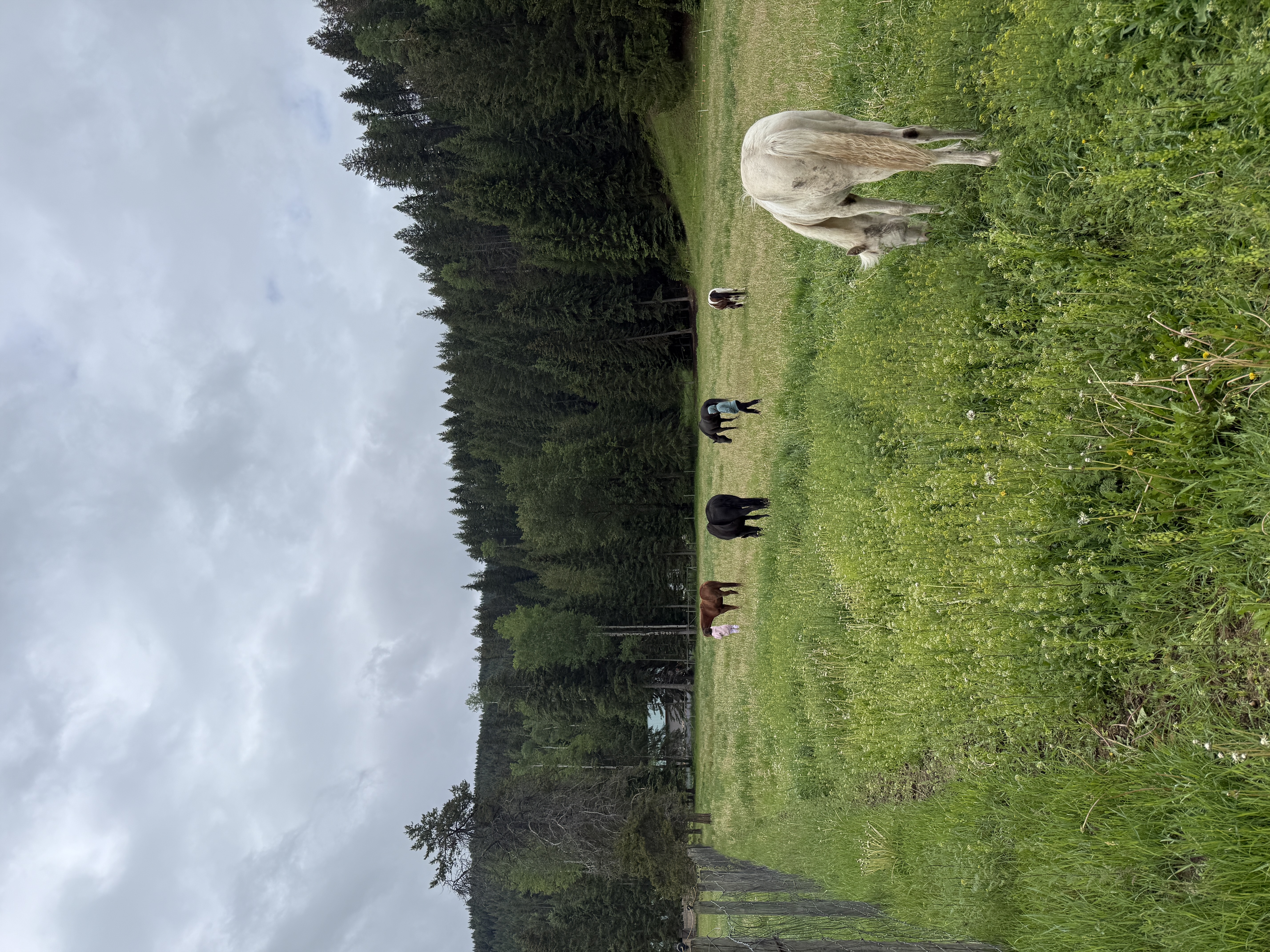 mixed herd grazing