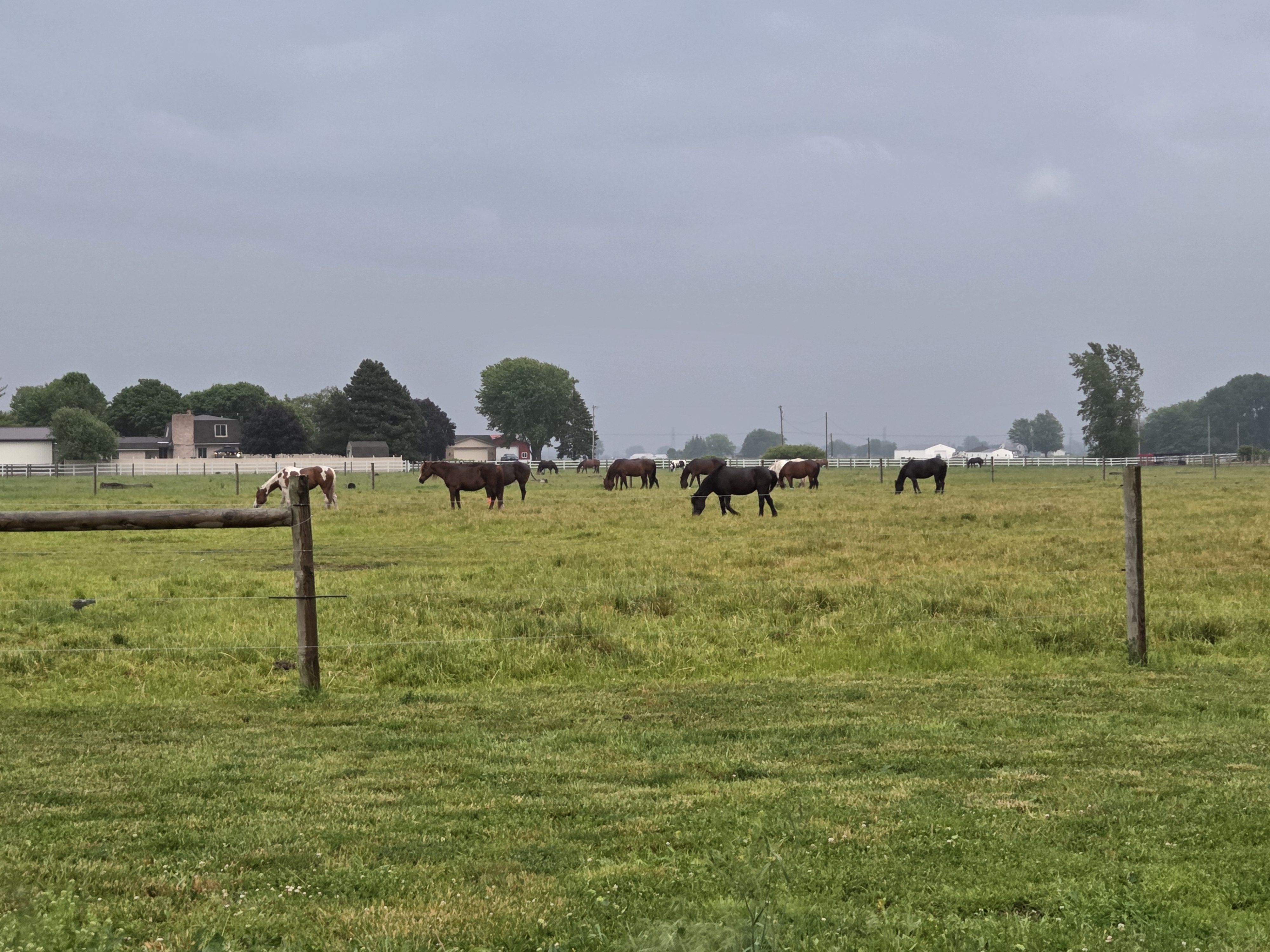 Pasture