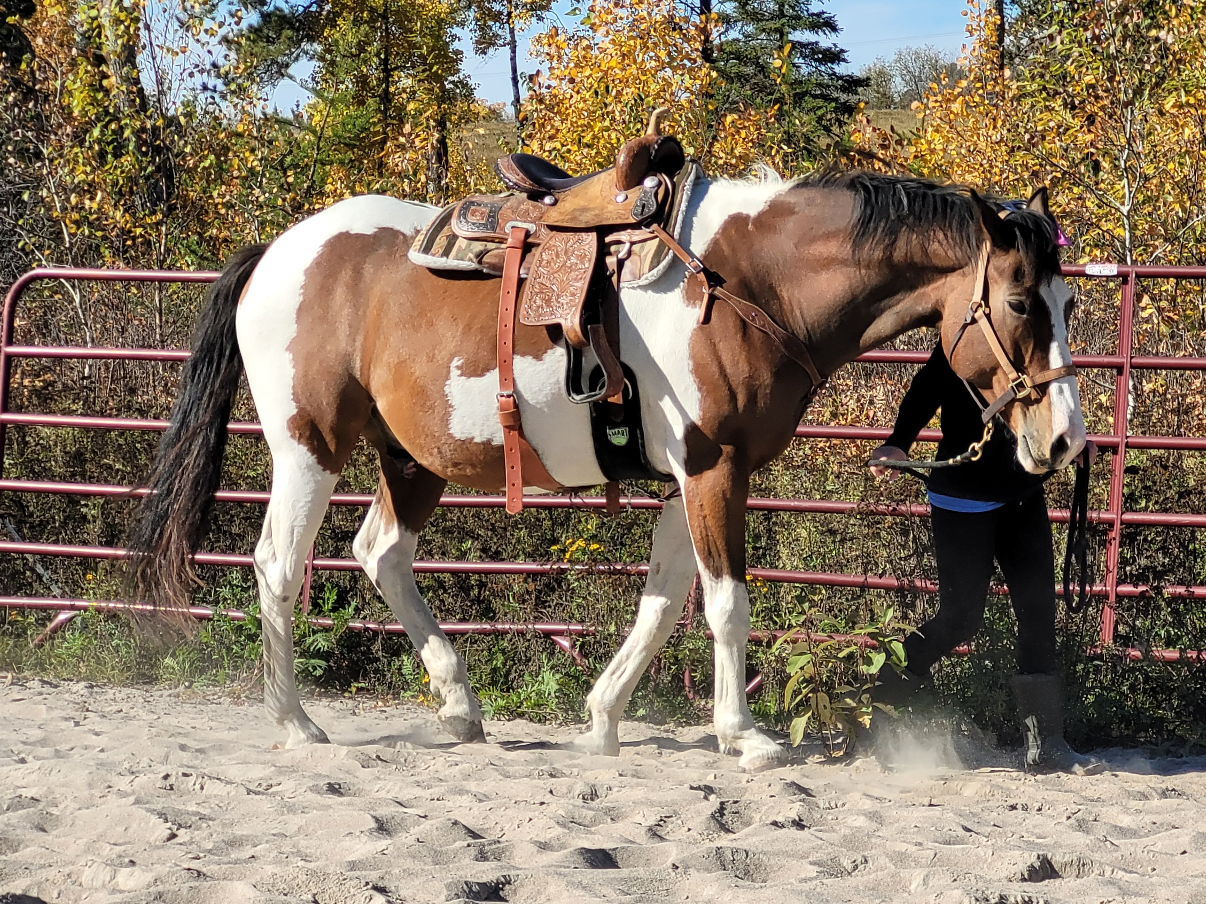 Sand riding ring; trail access; in town