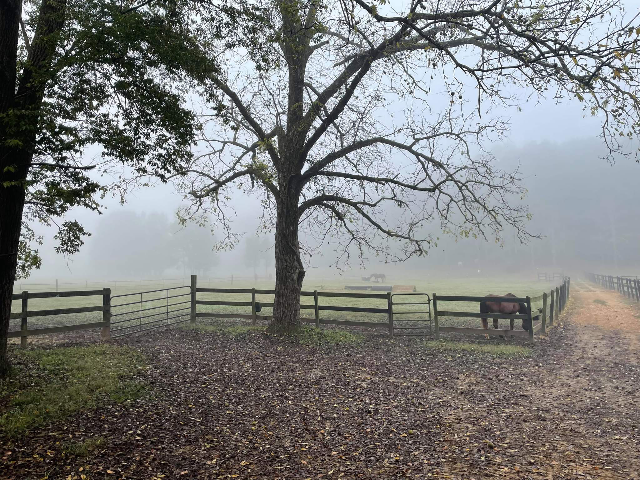 Pasture 6