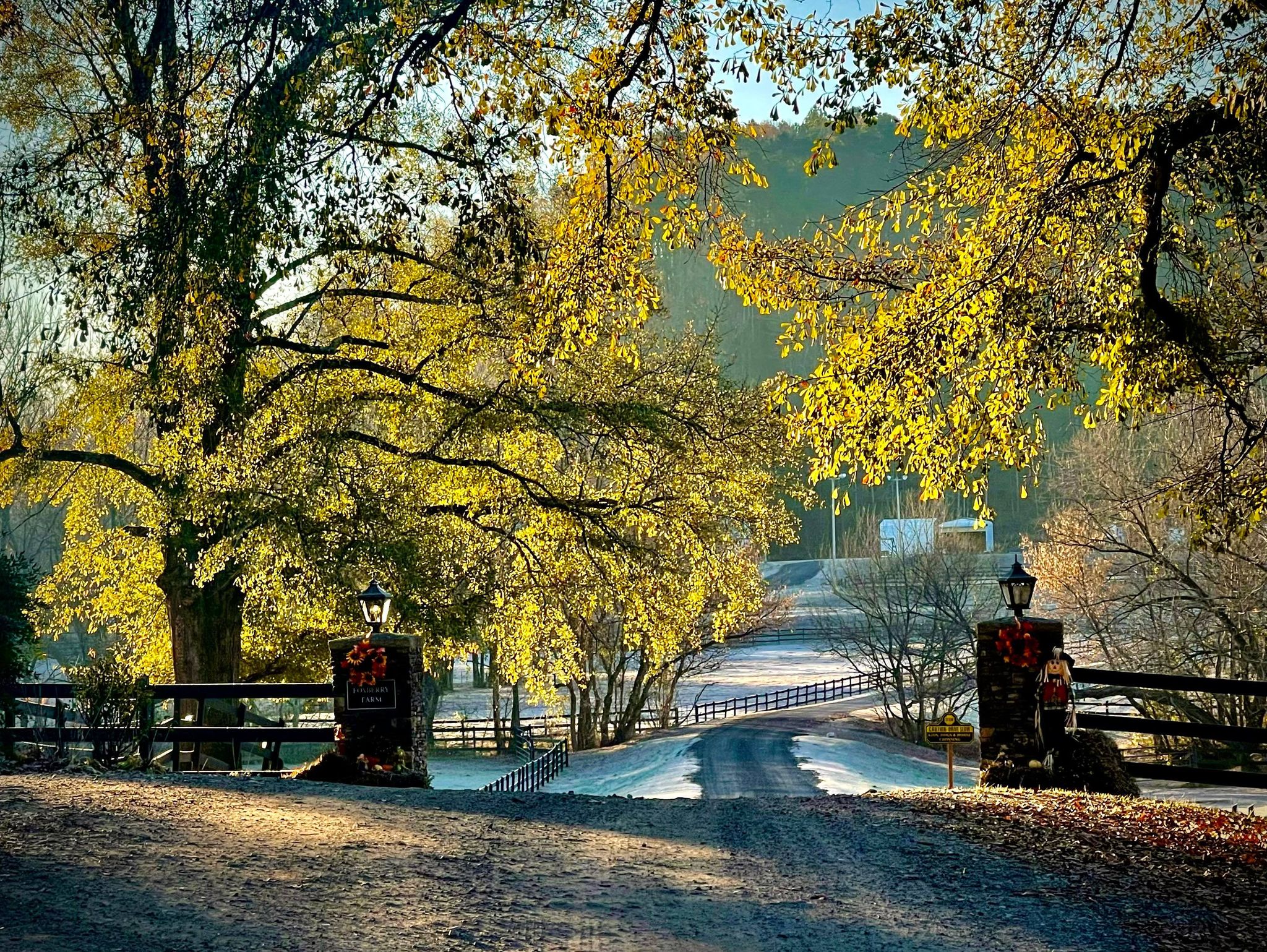 The way the sunlight filters through the trees and the road invites you in.