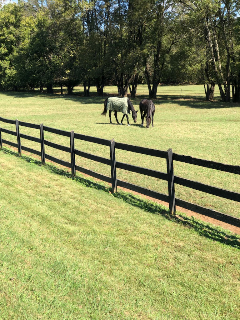 Horses are enjoying the pasture