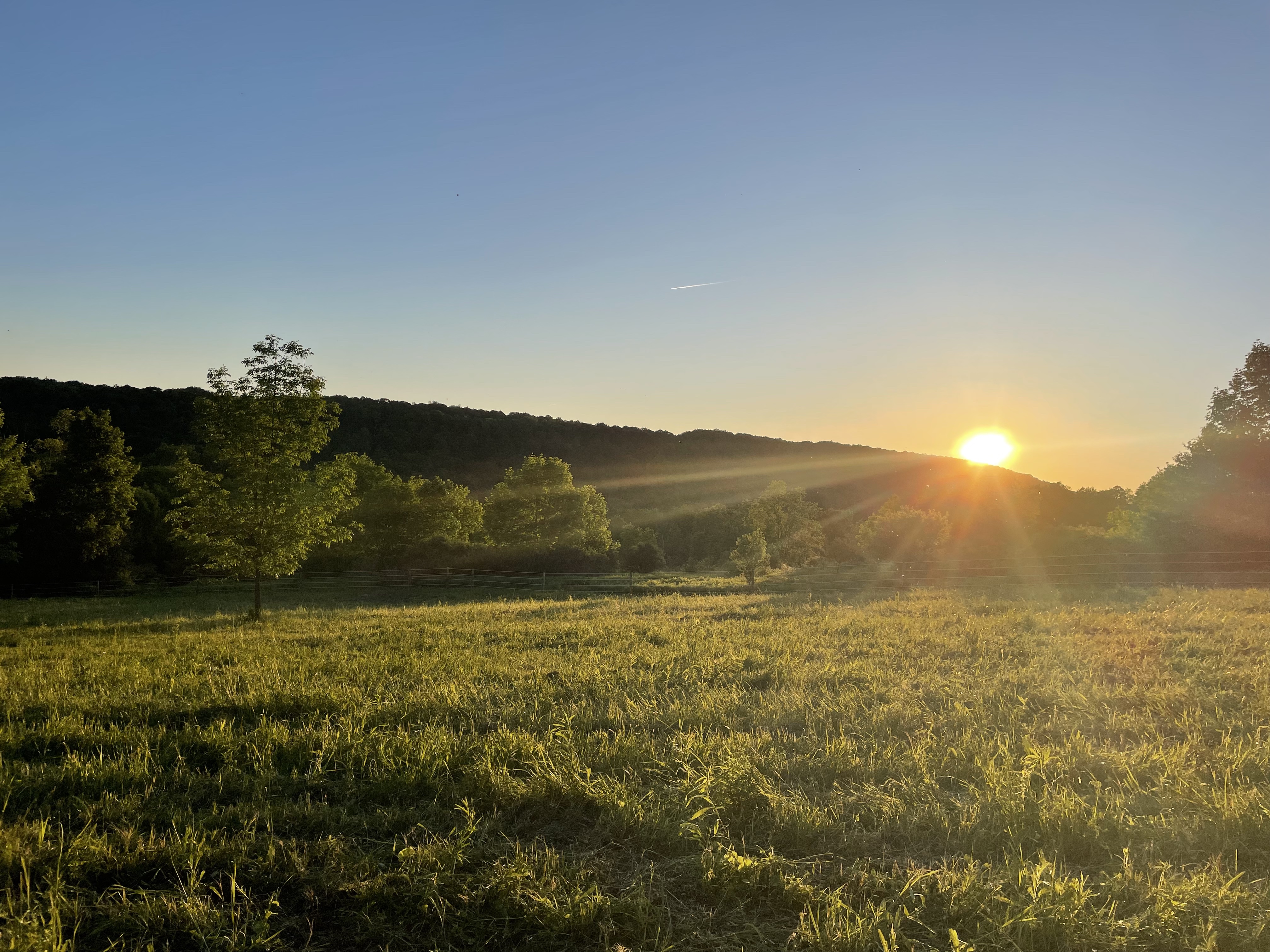 Grass Pastures
