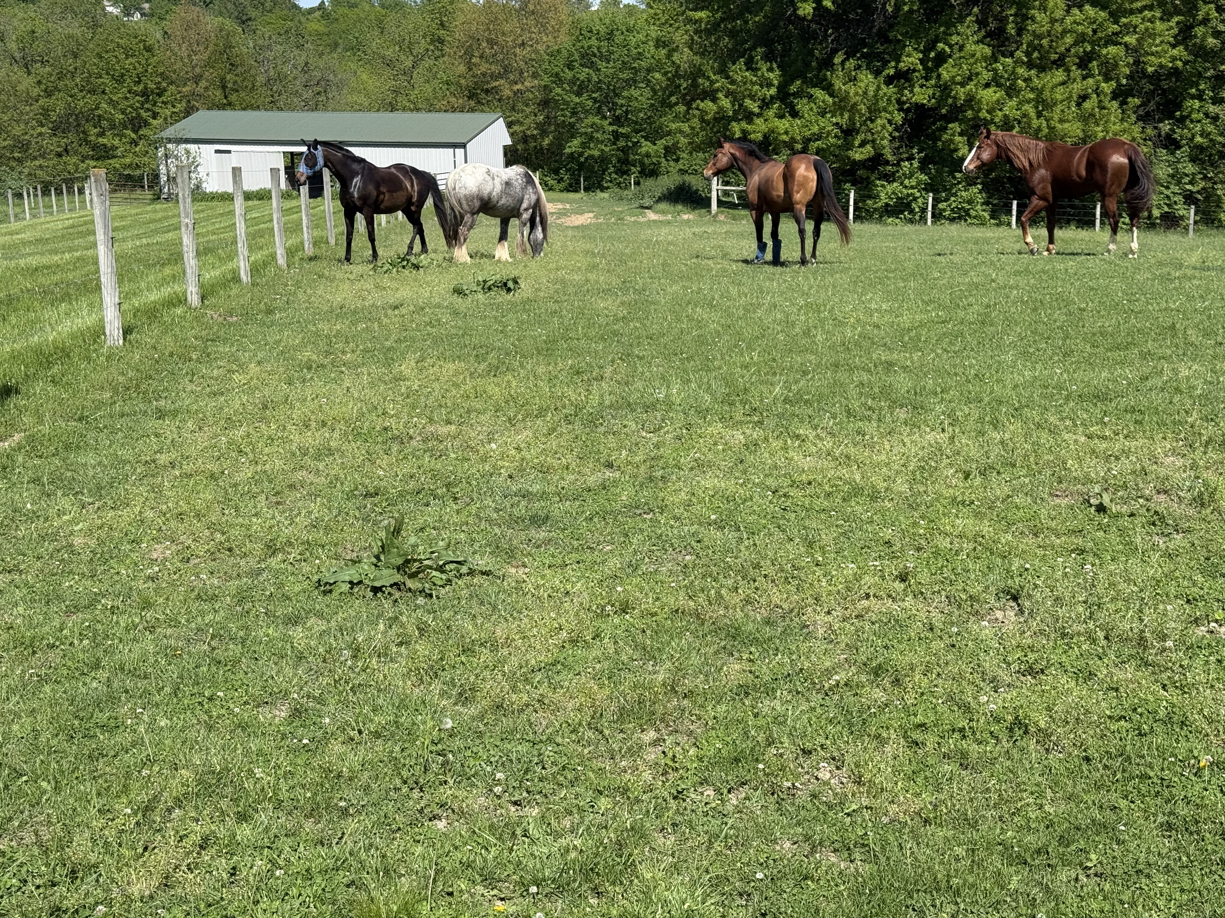 Pasture boarding or turnout in groups of 4 or less