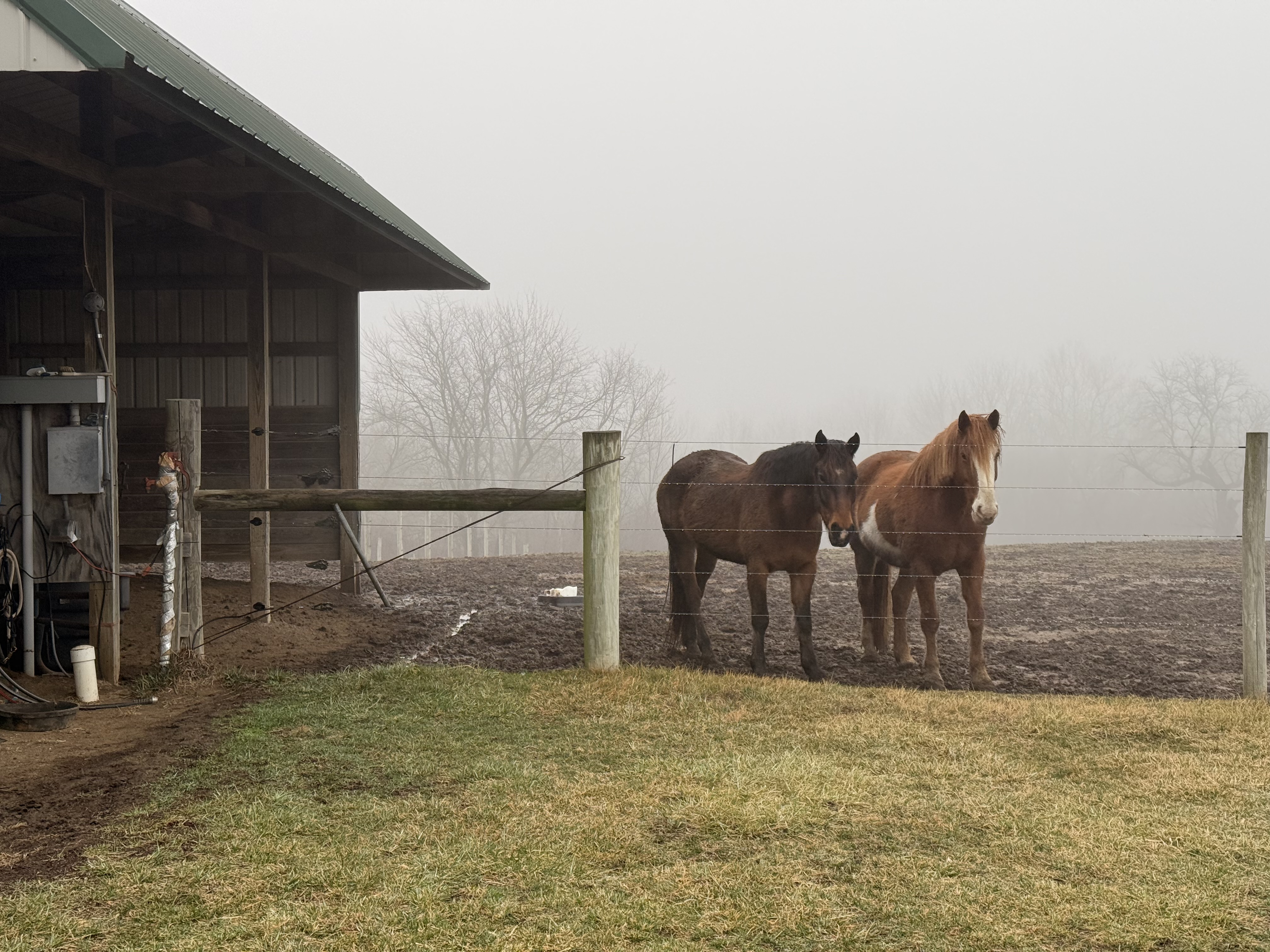 Every pasture or turnout area has a shelter.