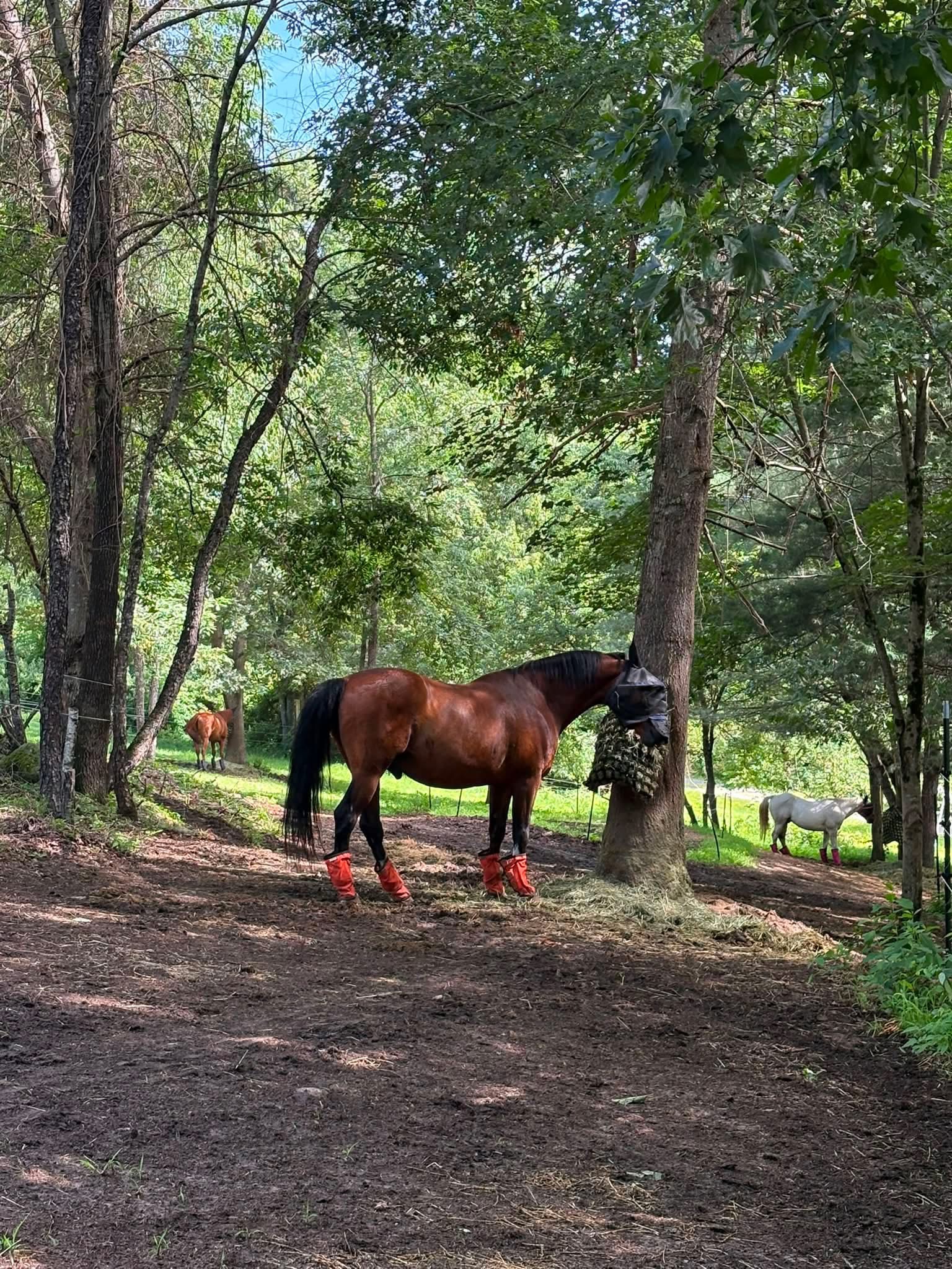 Happy Horses 4