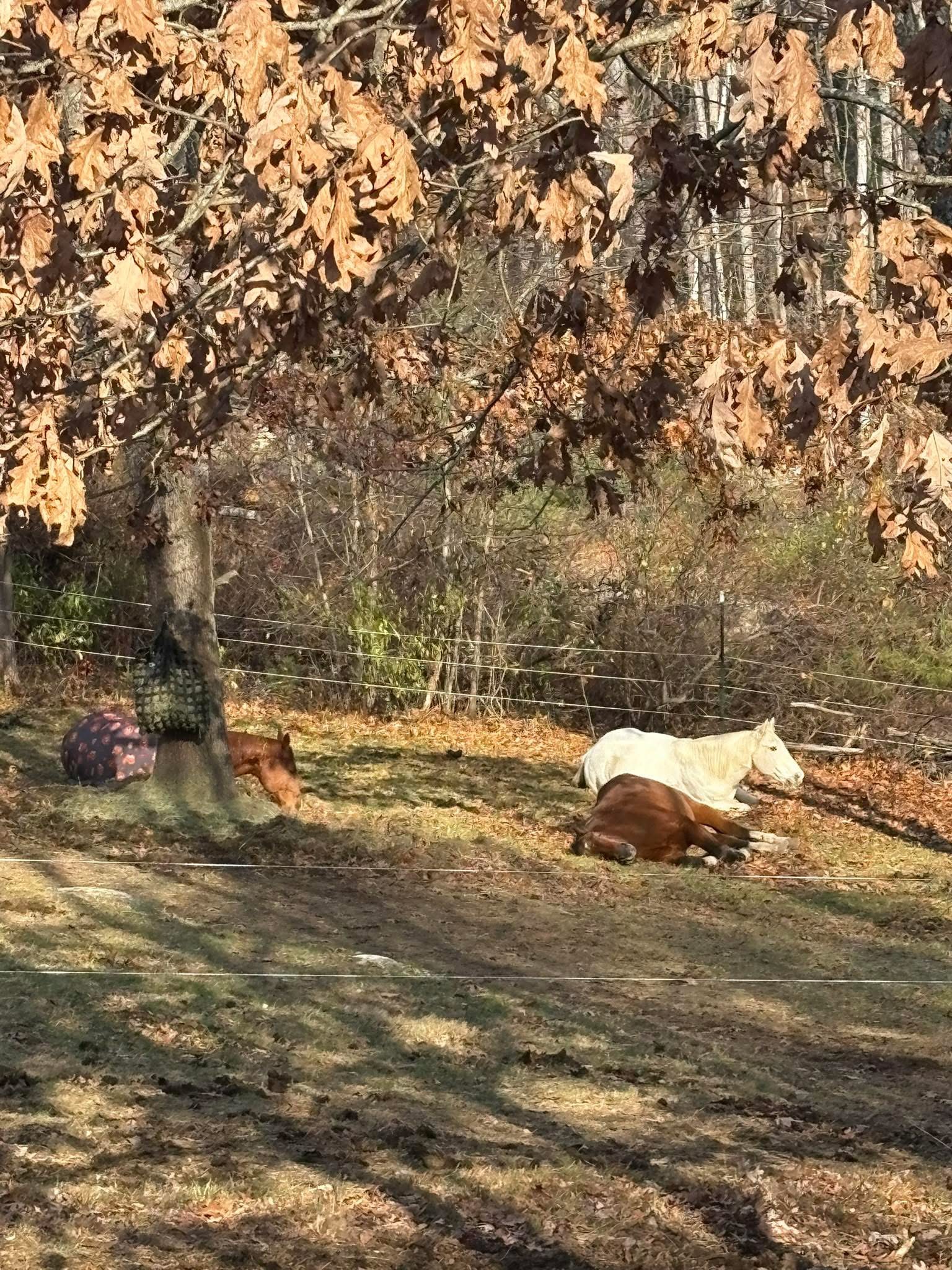 Happy Horses 2